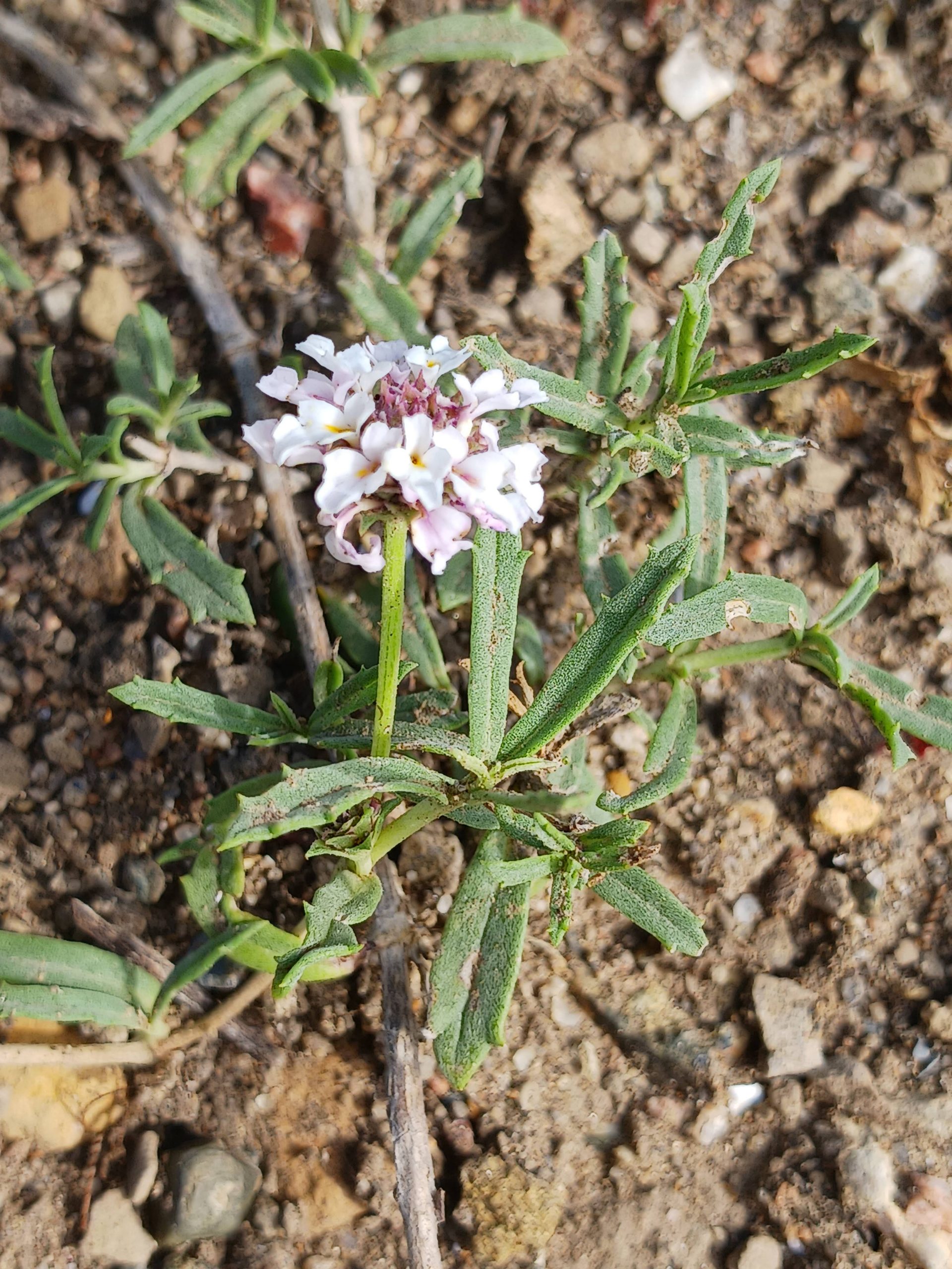 Phyla cuneifolia