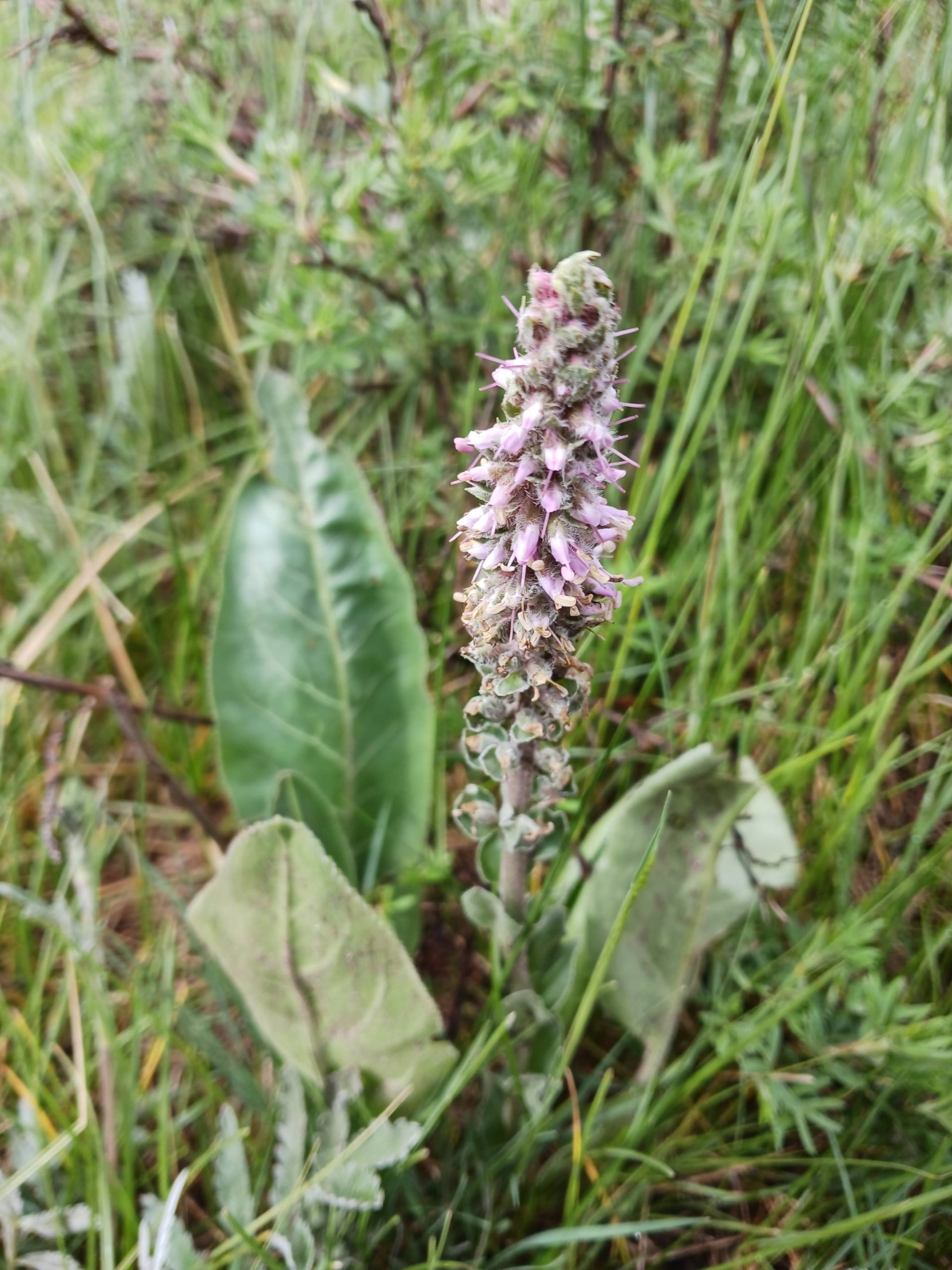 Synthyris plantaginea