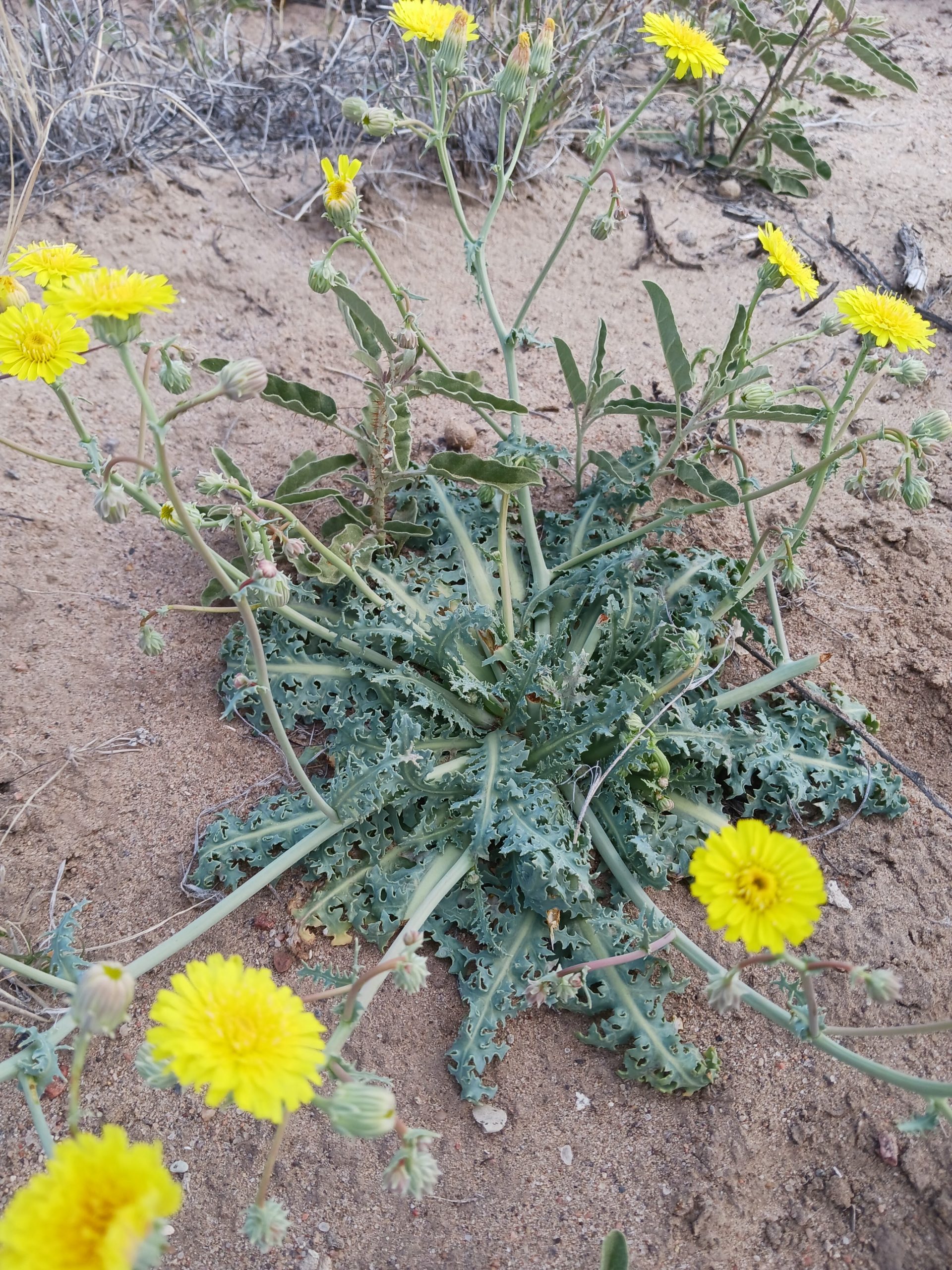 Malacothrix sonchoides