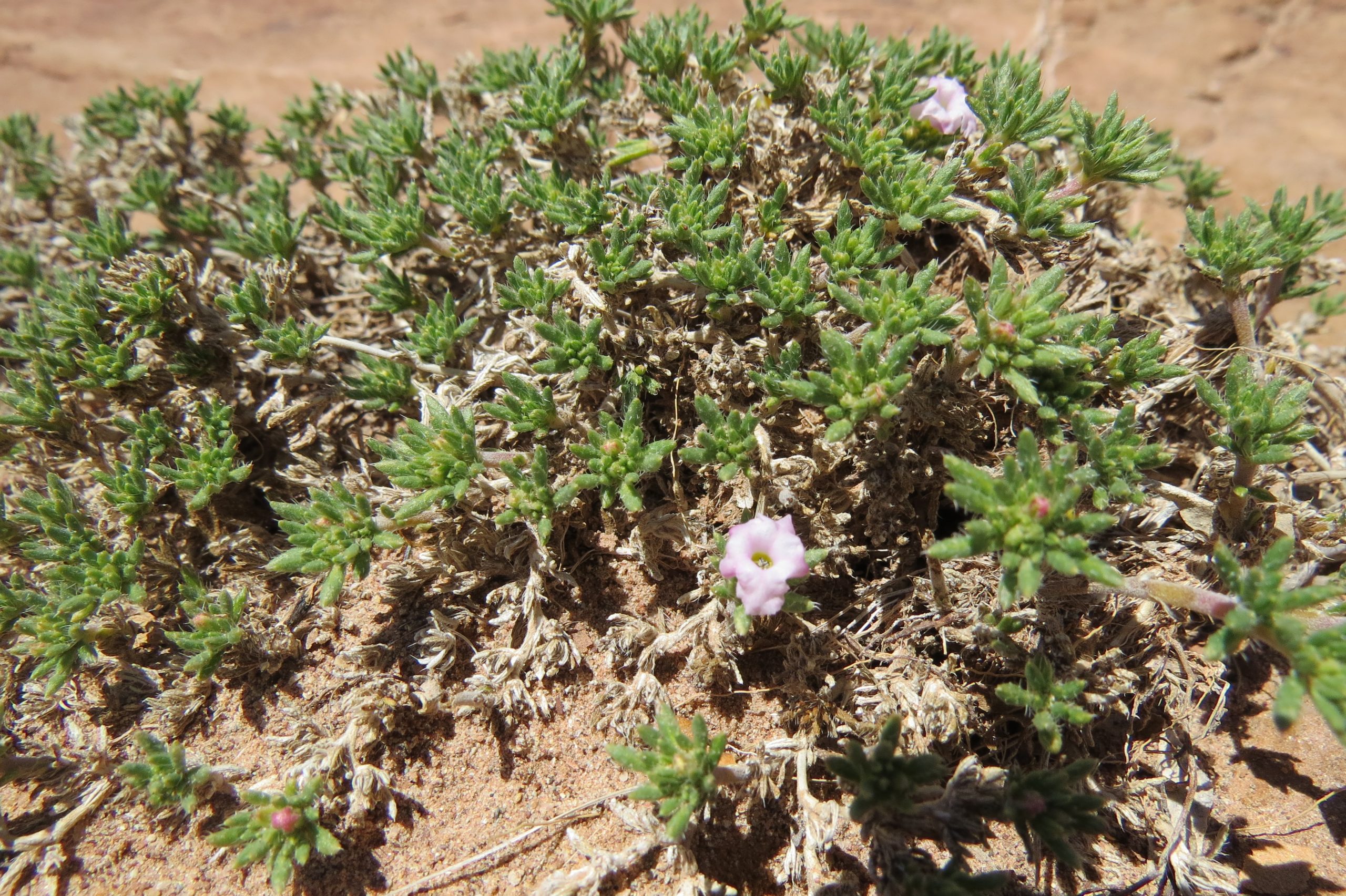Tiquilia hispidissima