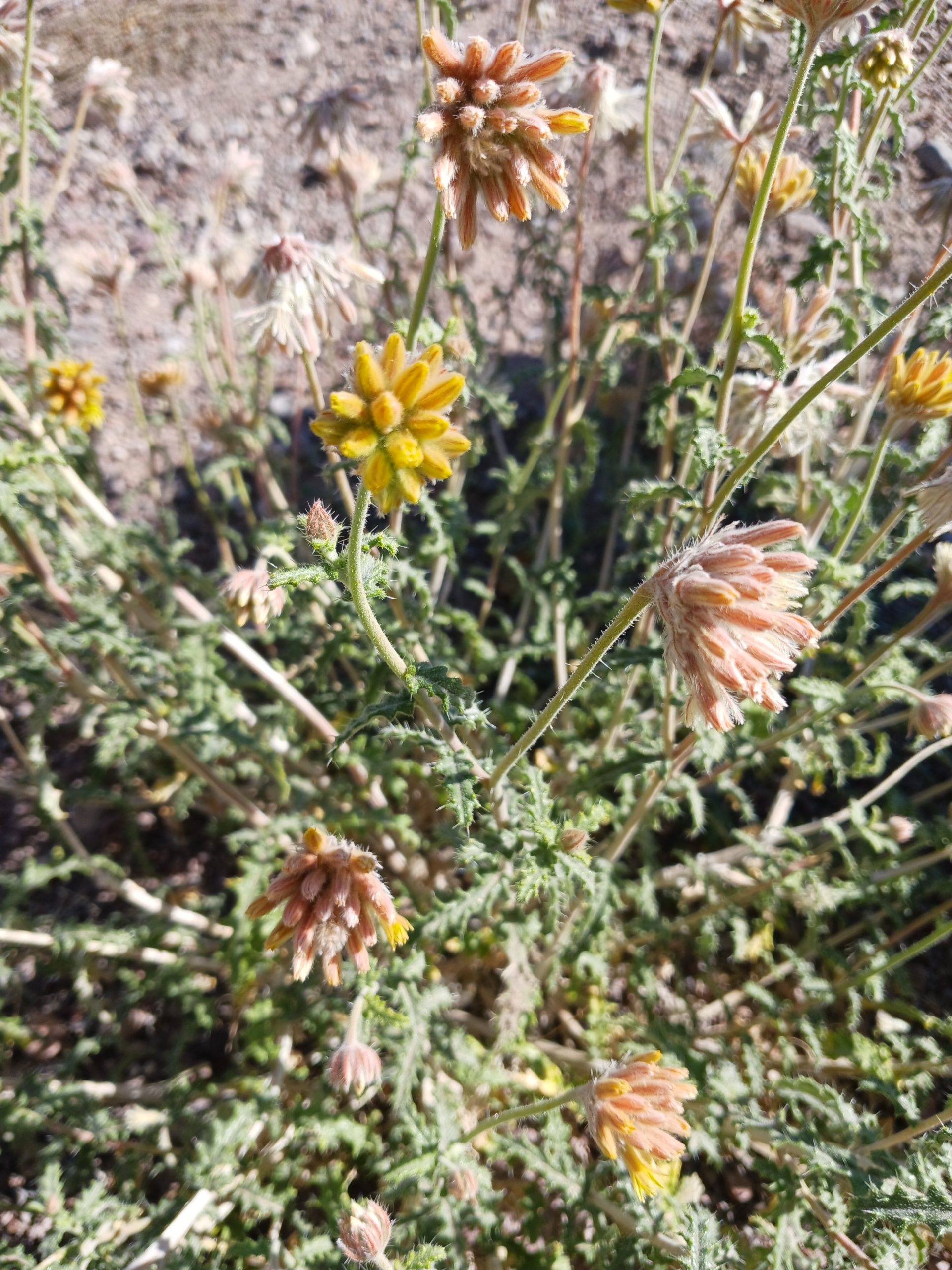 Cevallia sinuata