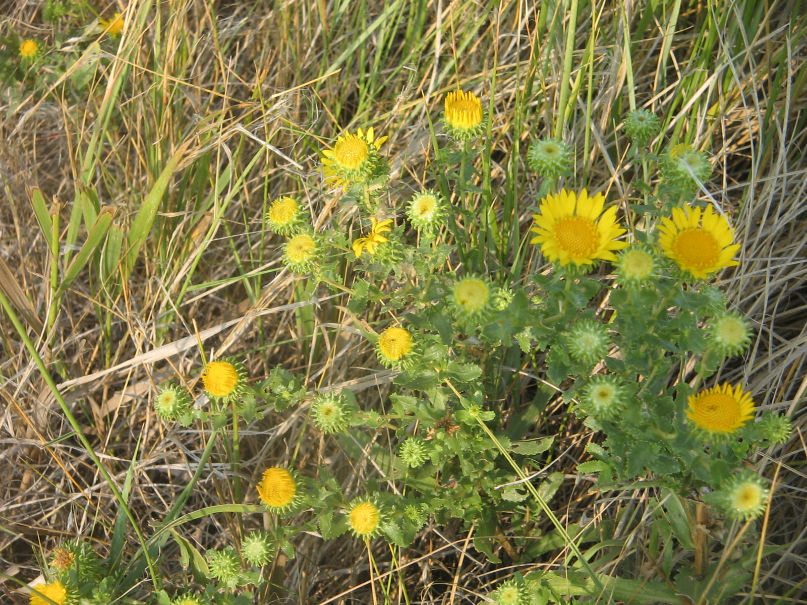 Grindelia nuda