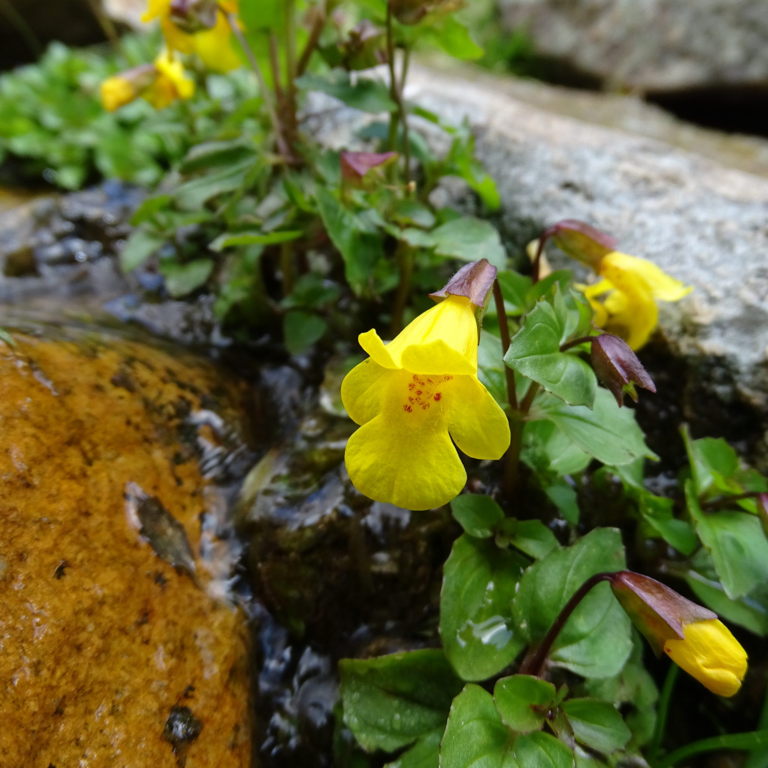 Erythranthe guttata