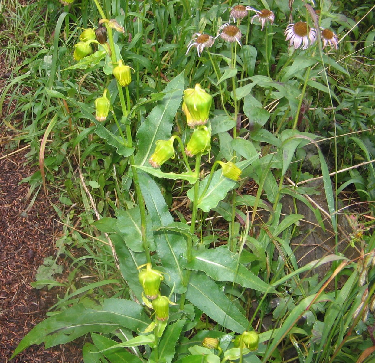 Senecio bigelovii