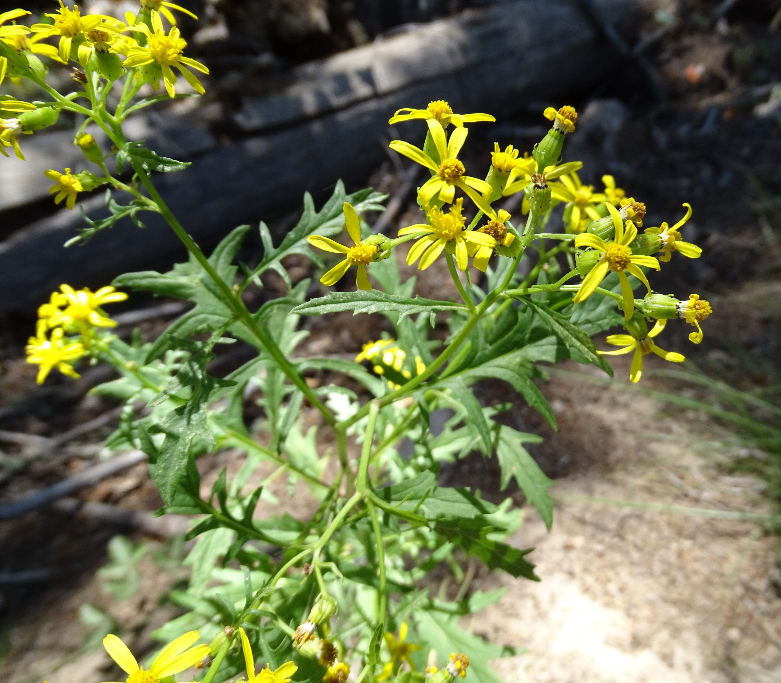 Senecio eremophilus