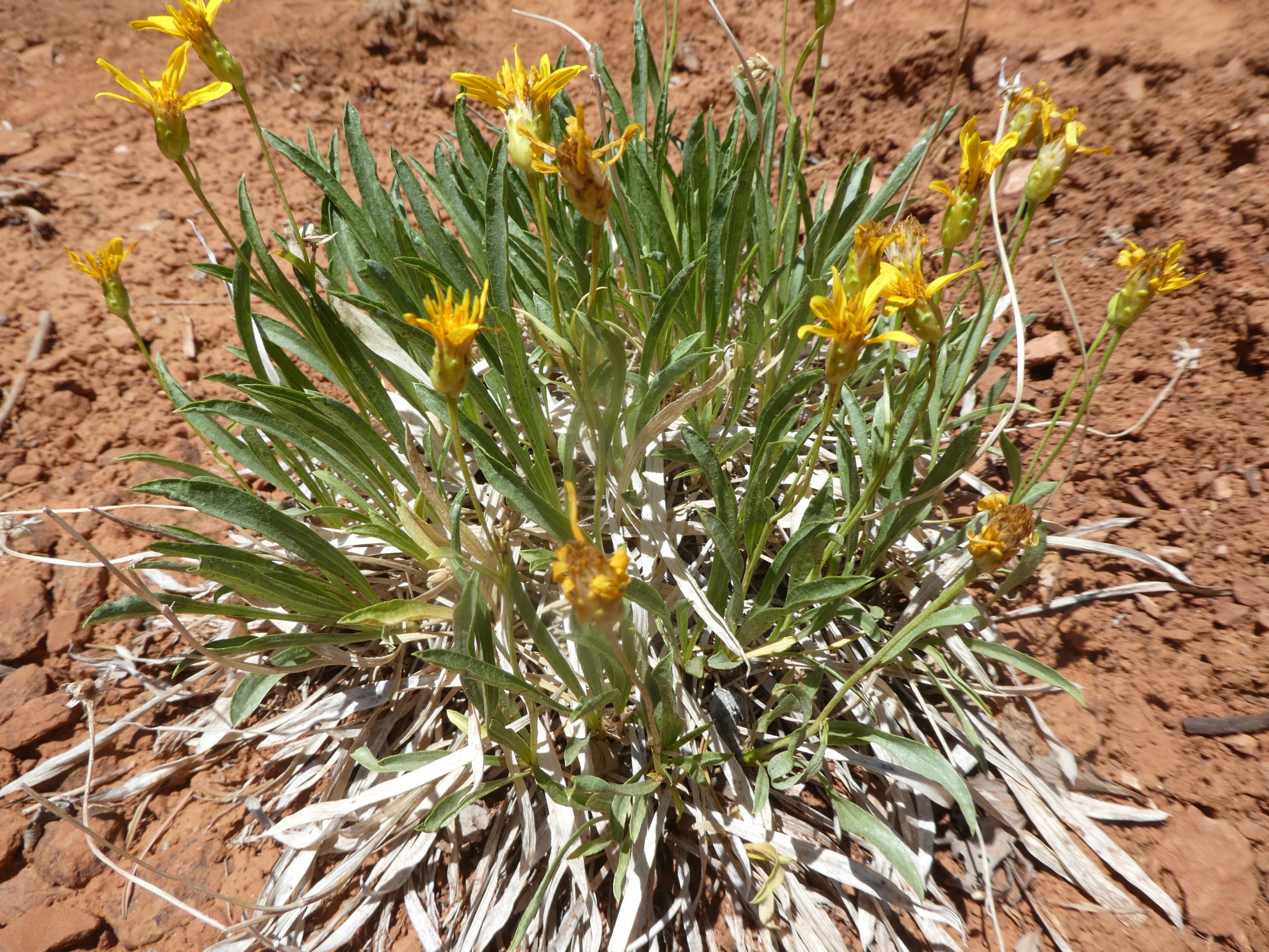 Stenotus armerioides