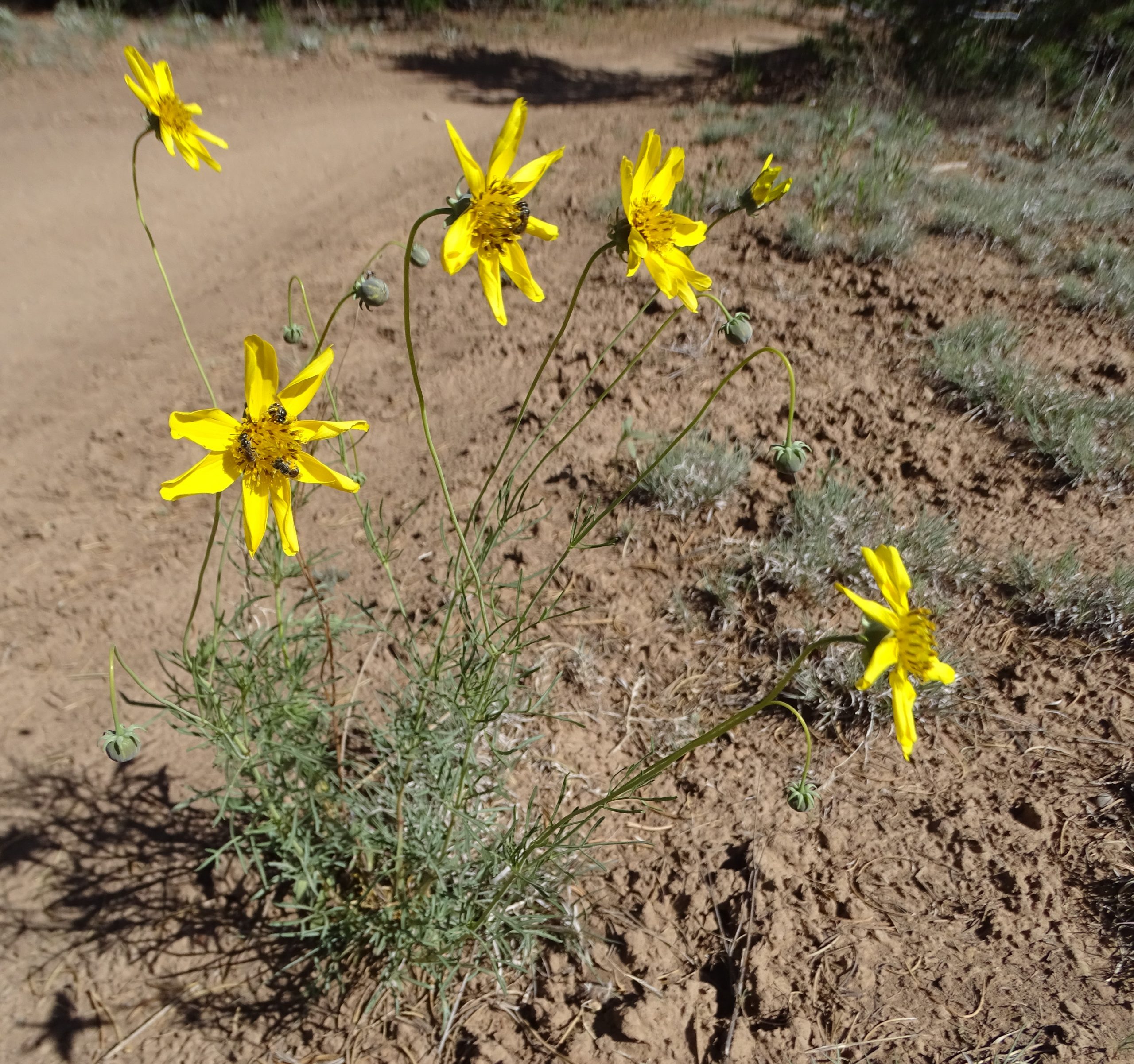 Thelesperma filifolium