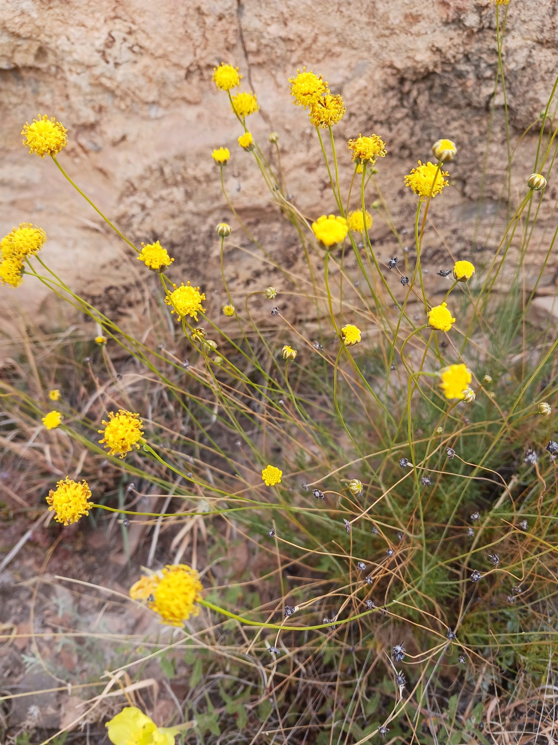Thelesperma longipes