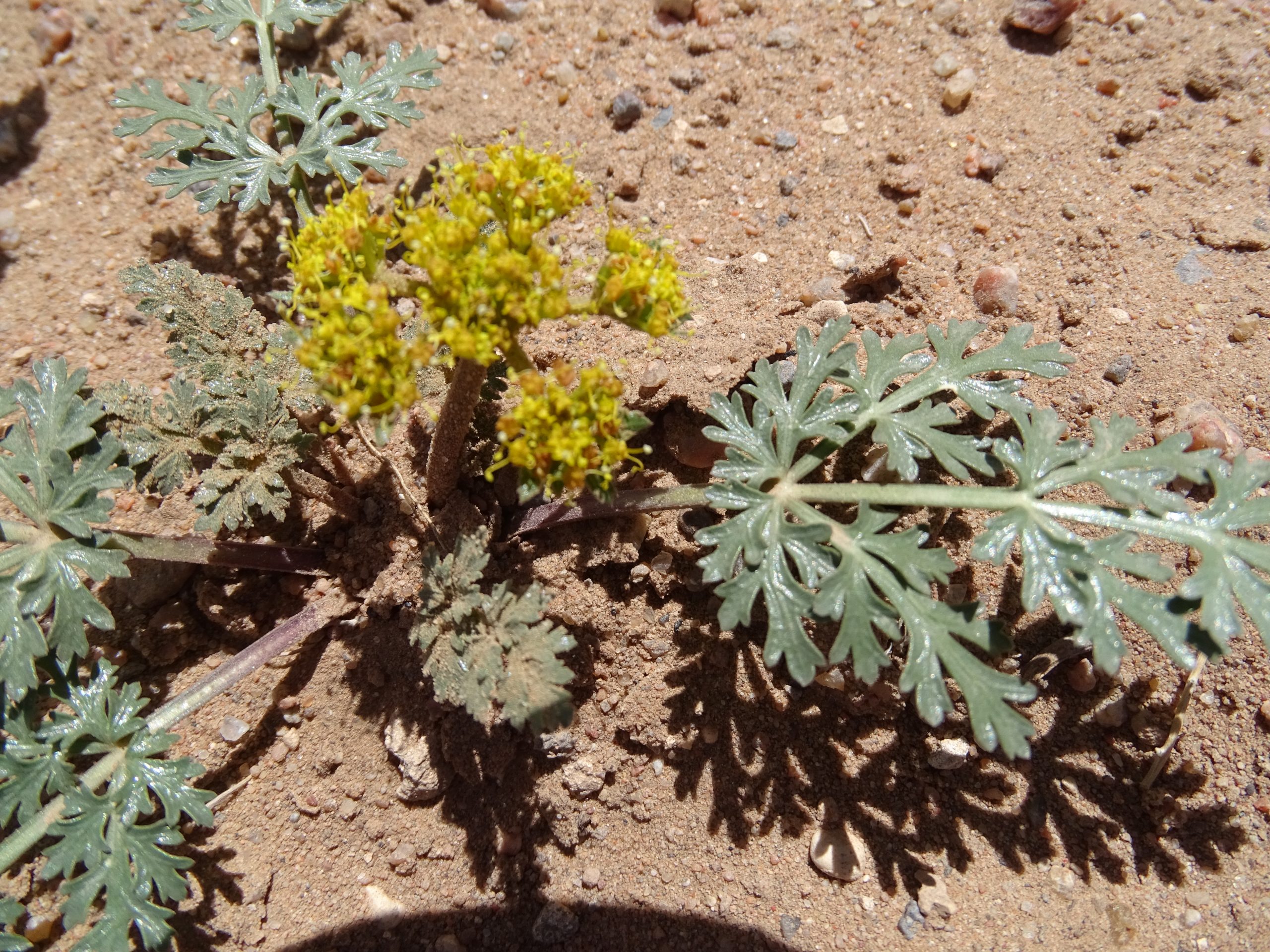 Cymopterus glomeratus