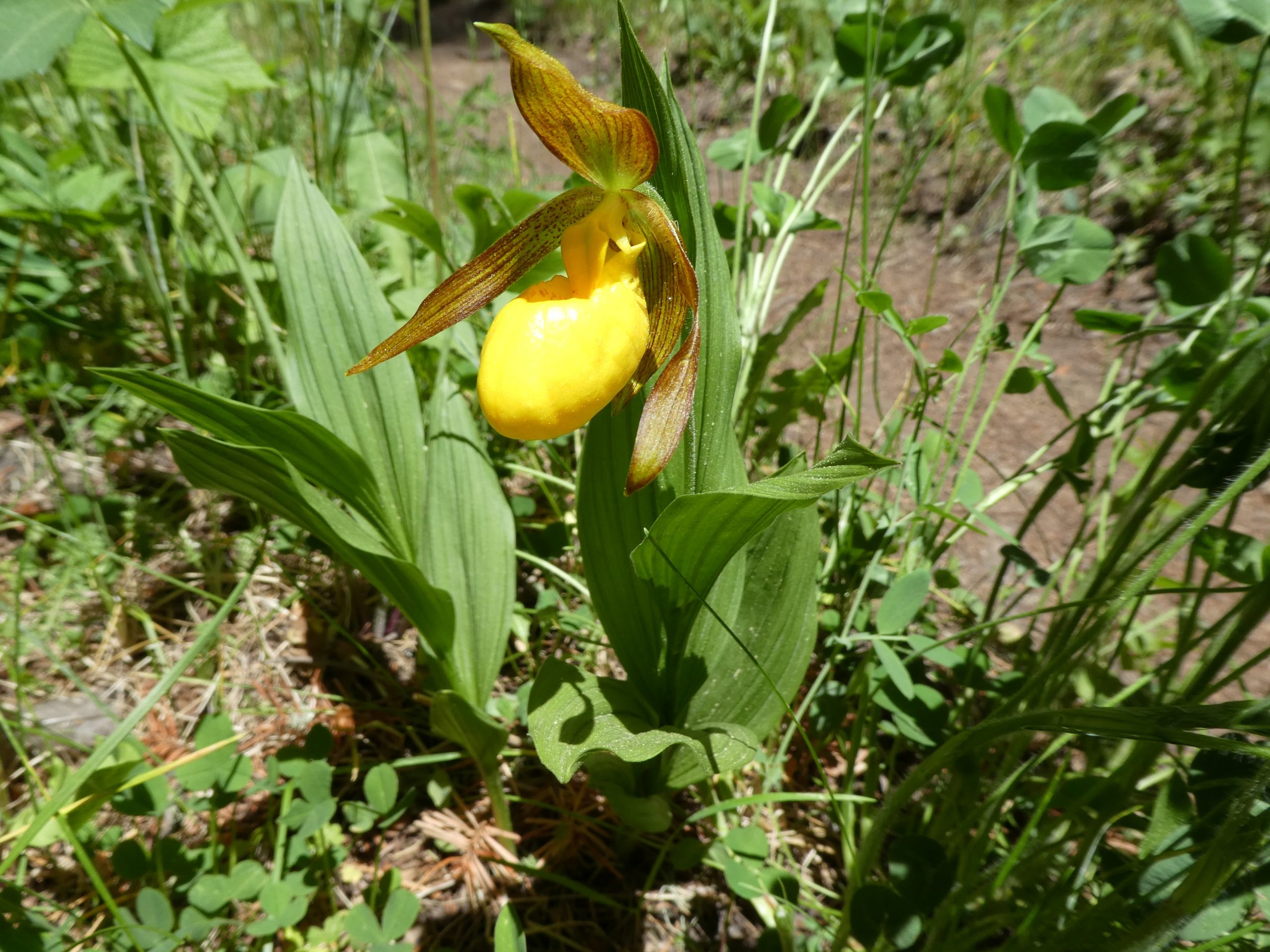 Cypripedium parviflorum