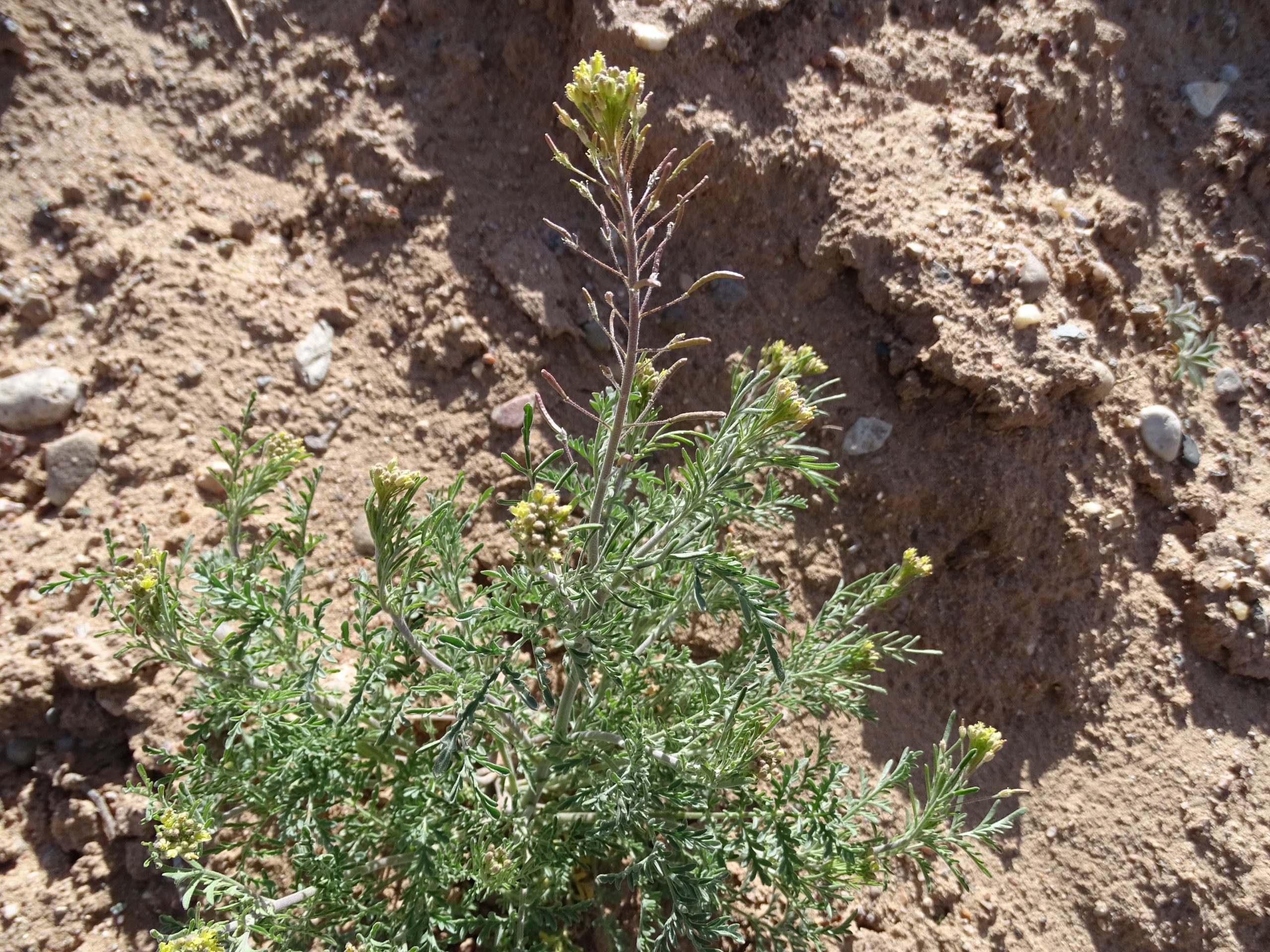 Descurainia pinnata