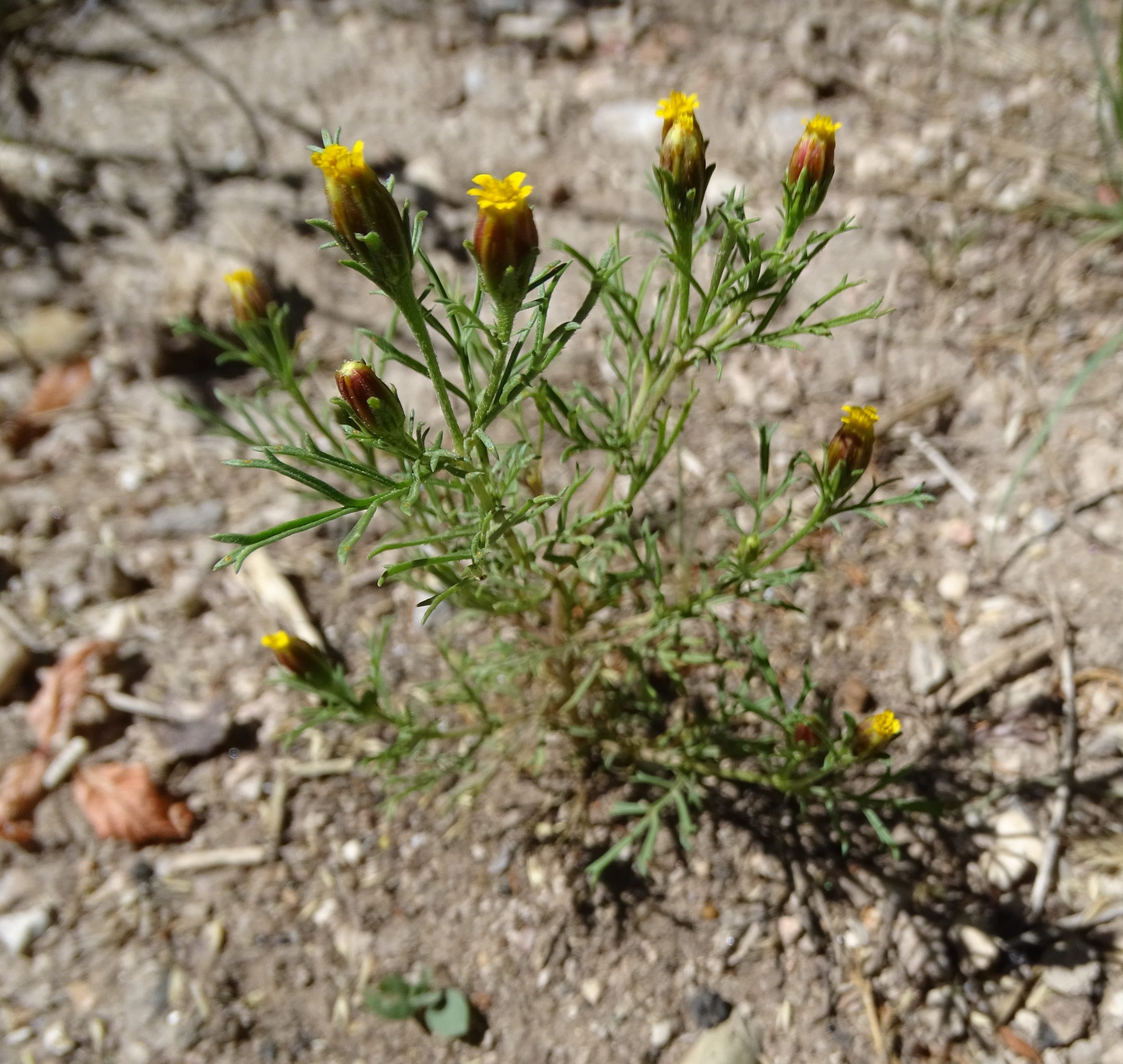 Dyssodia  papposa