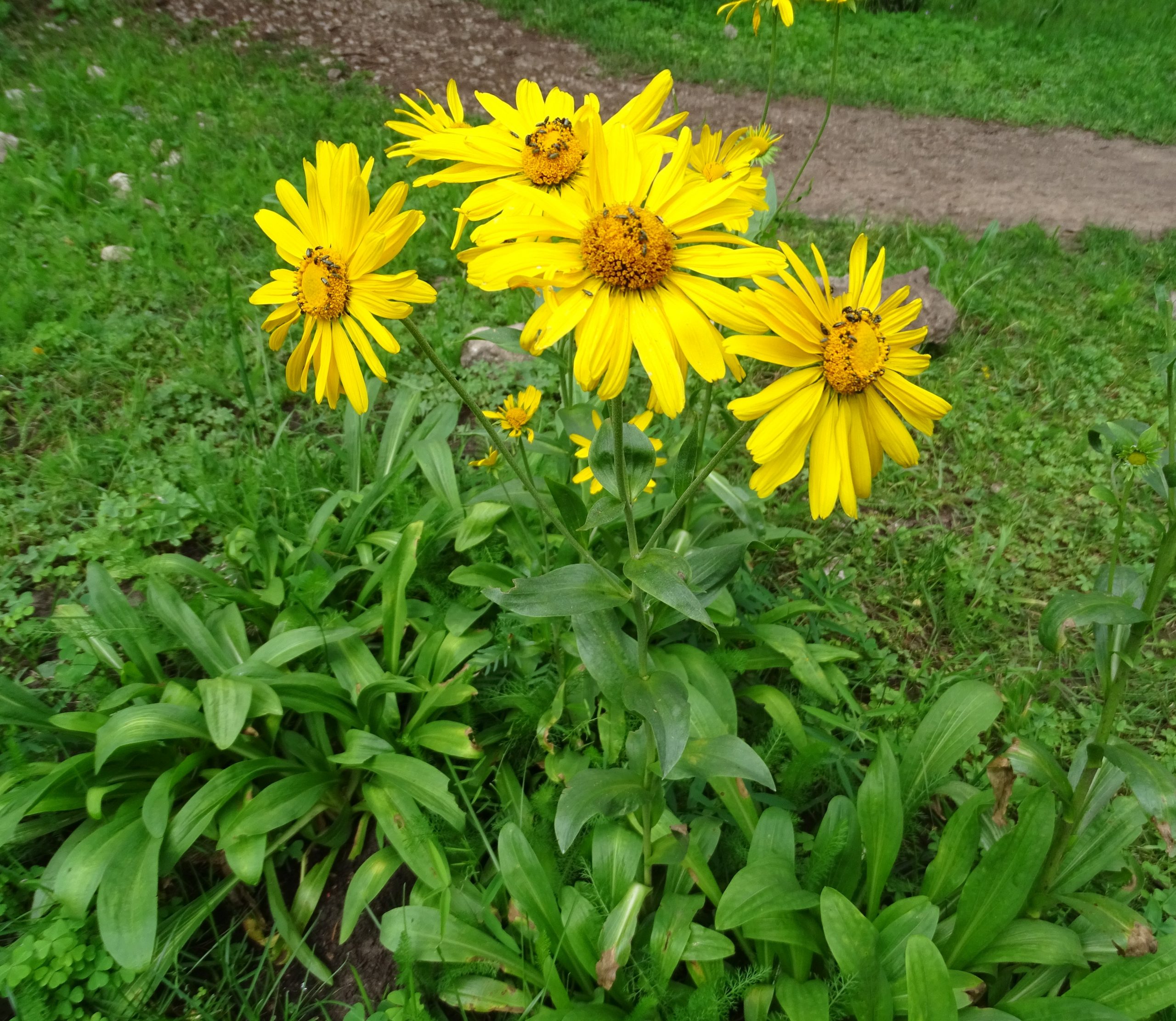 Helenium autumnale