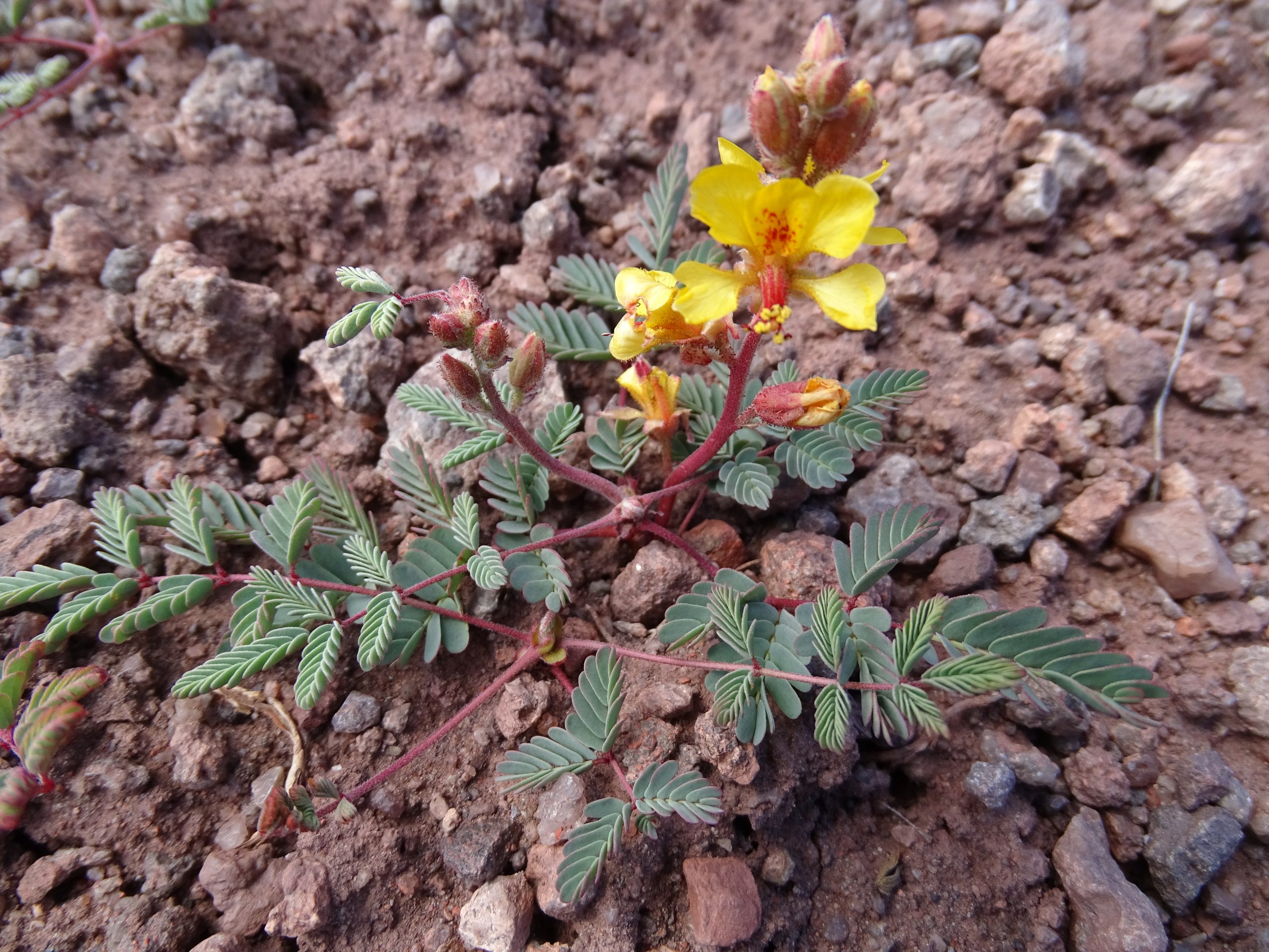 Hoffmannseggia glauca