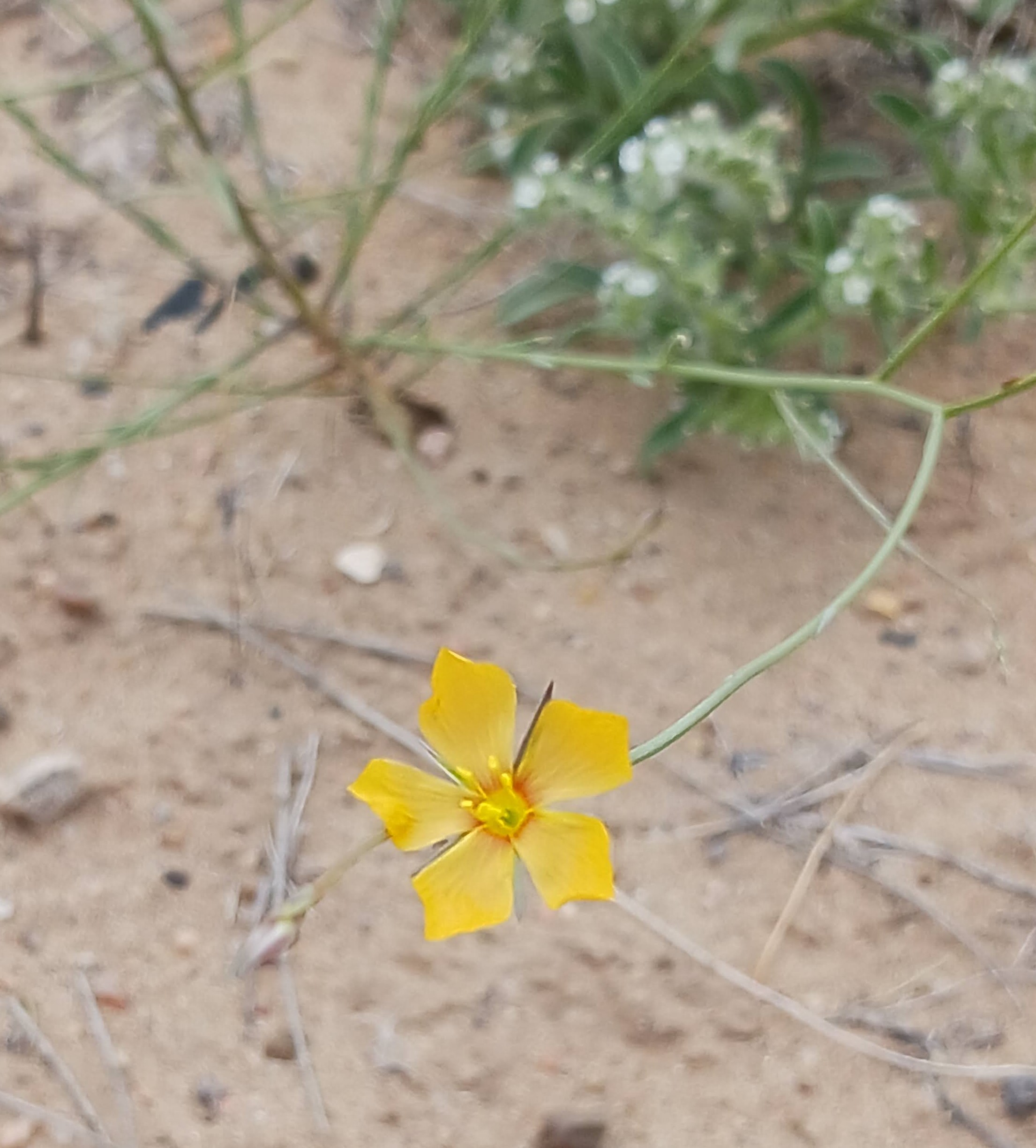 Linum aristatum