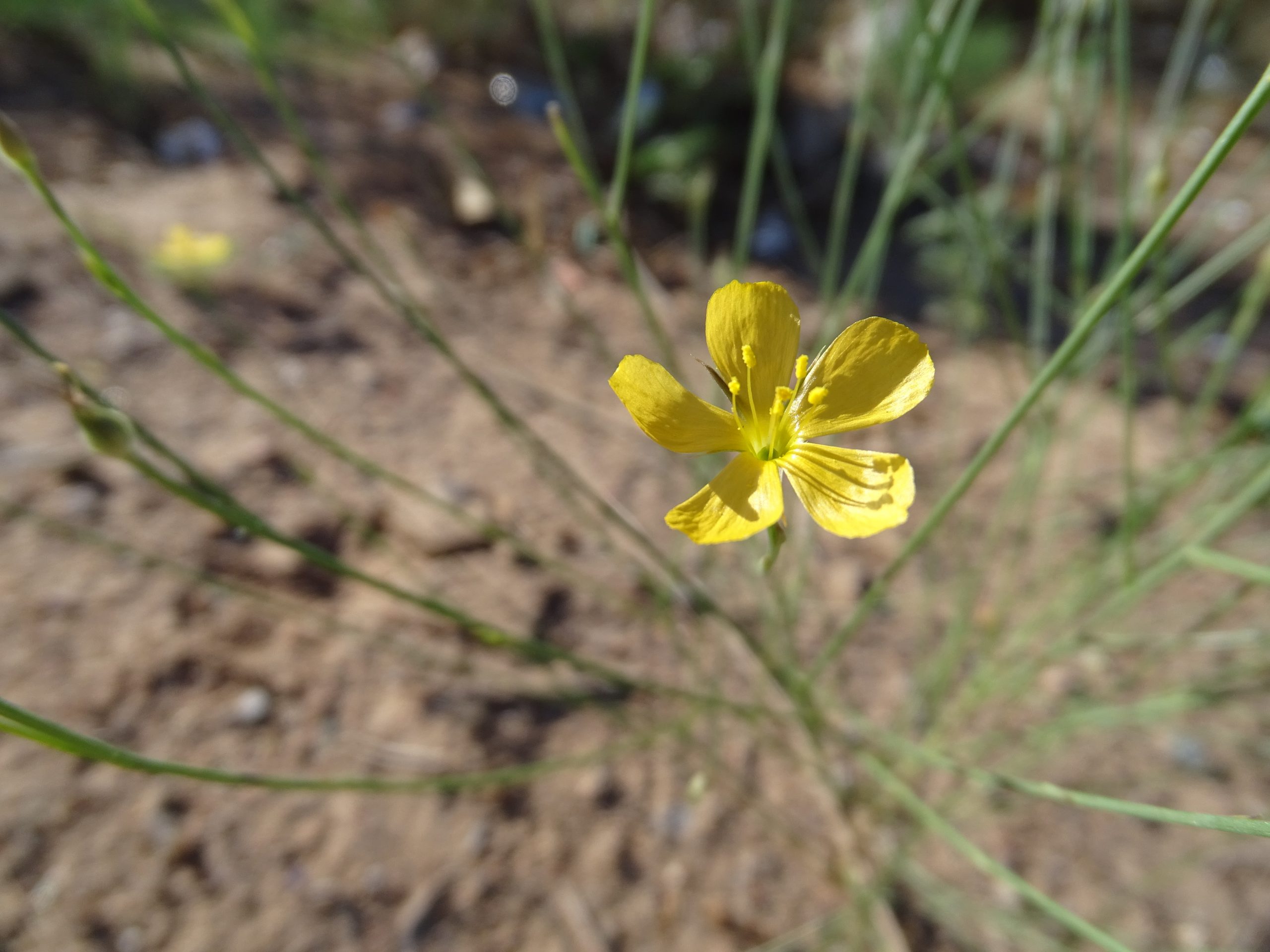 Linum australe