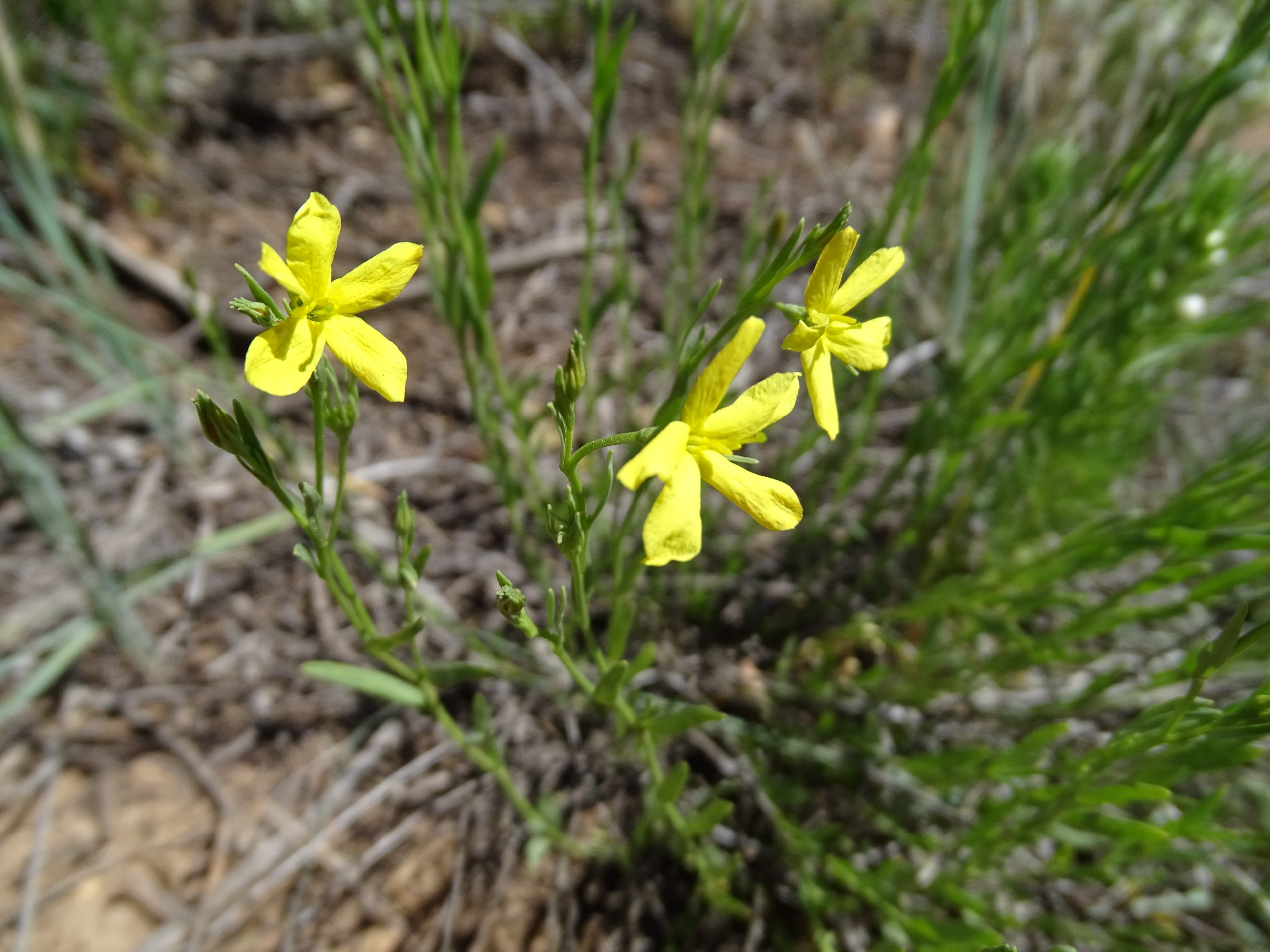 Linum neomexicanum