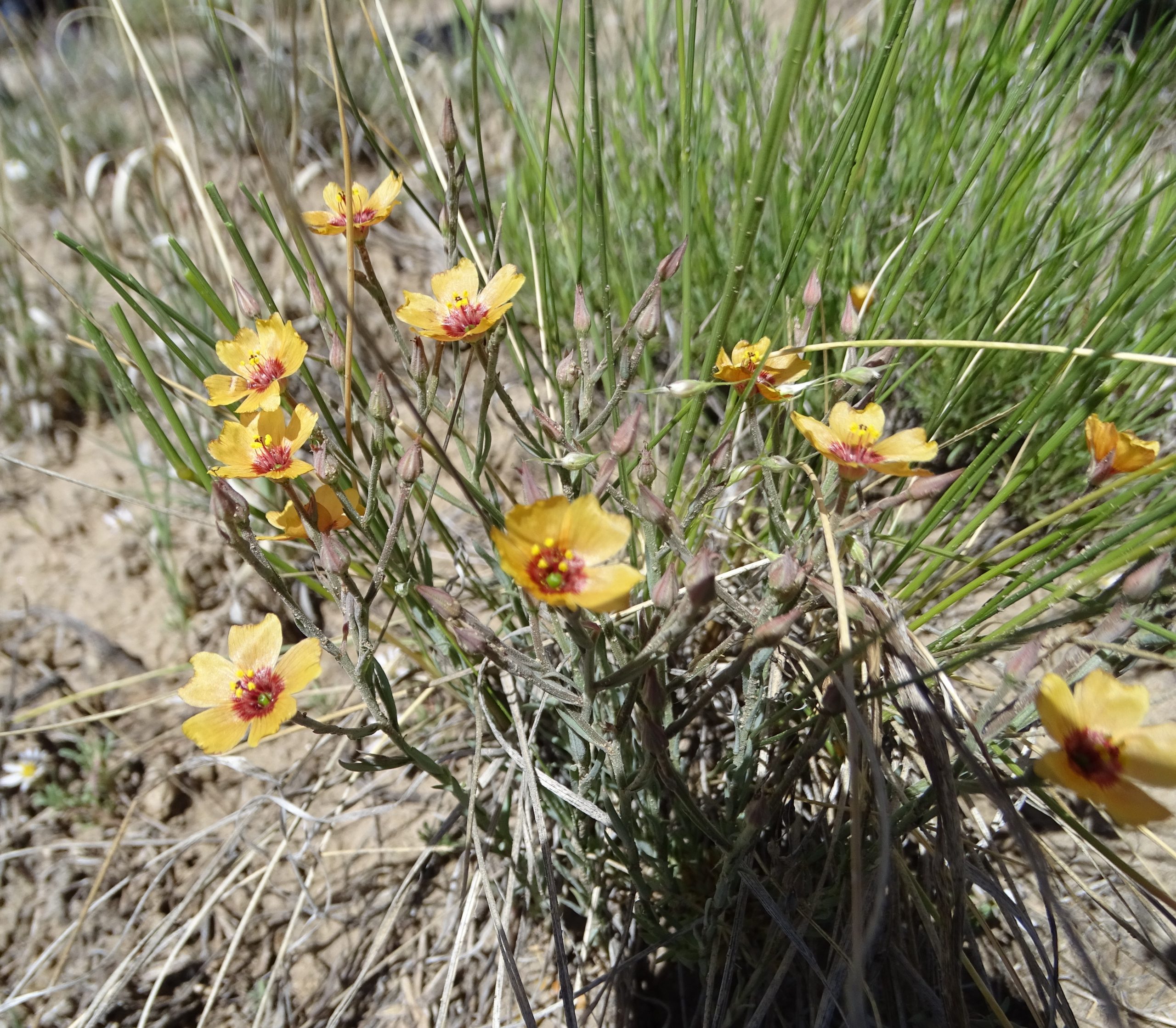Linum puberulum