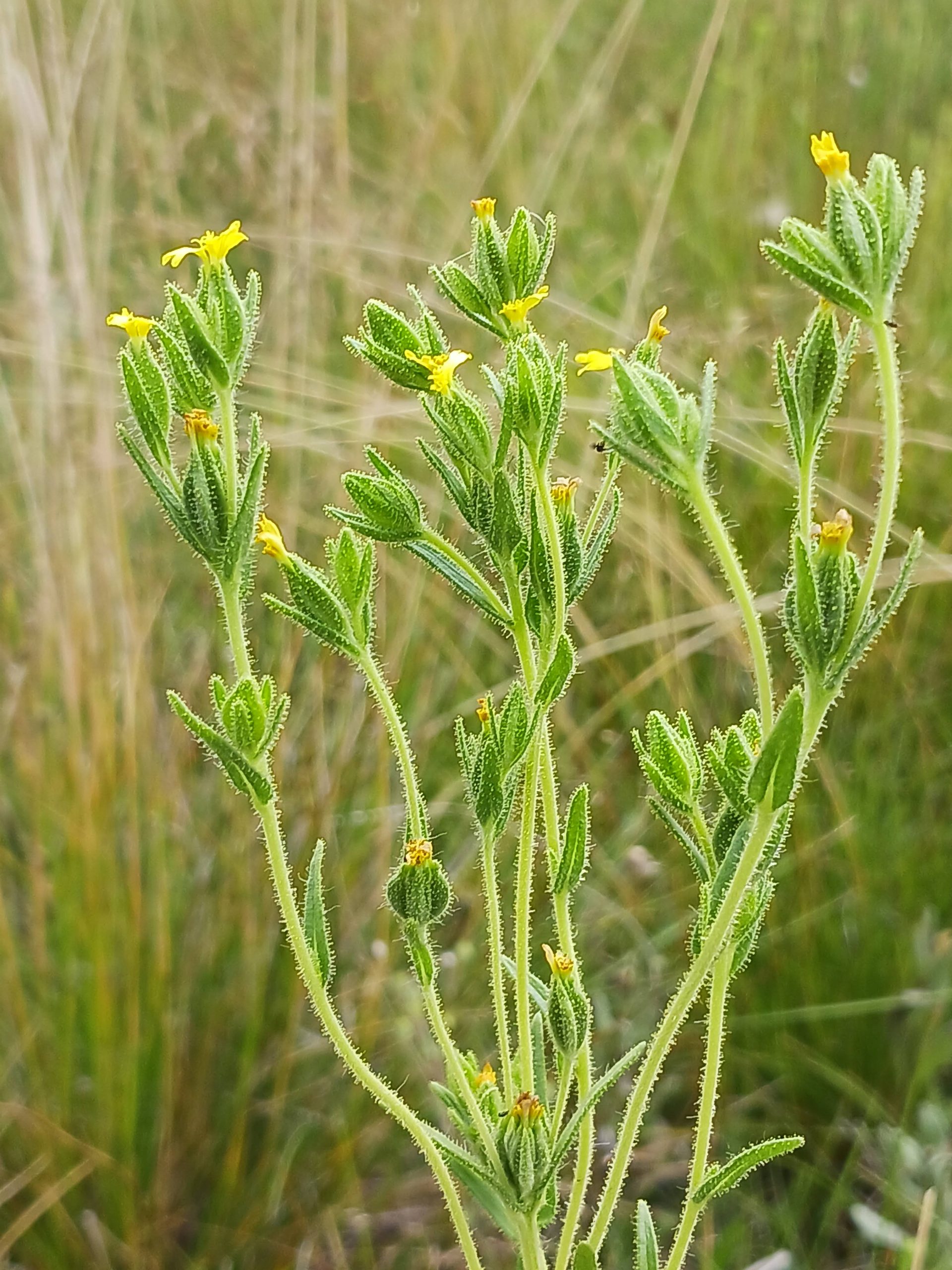 Madia glomerata
