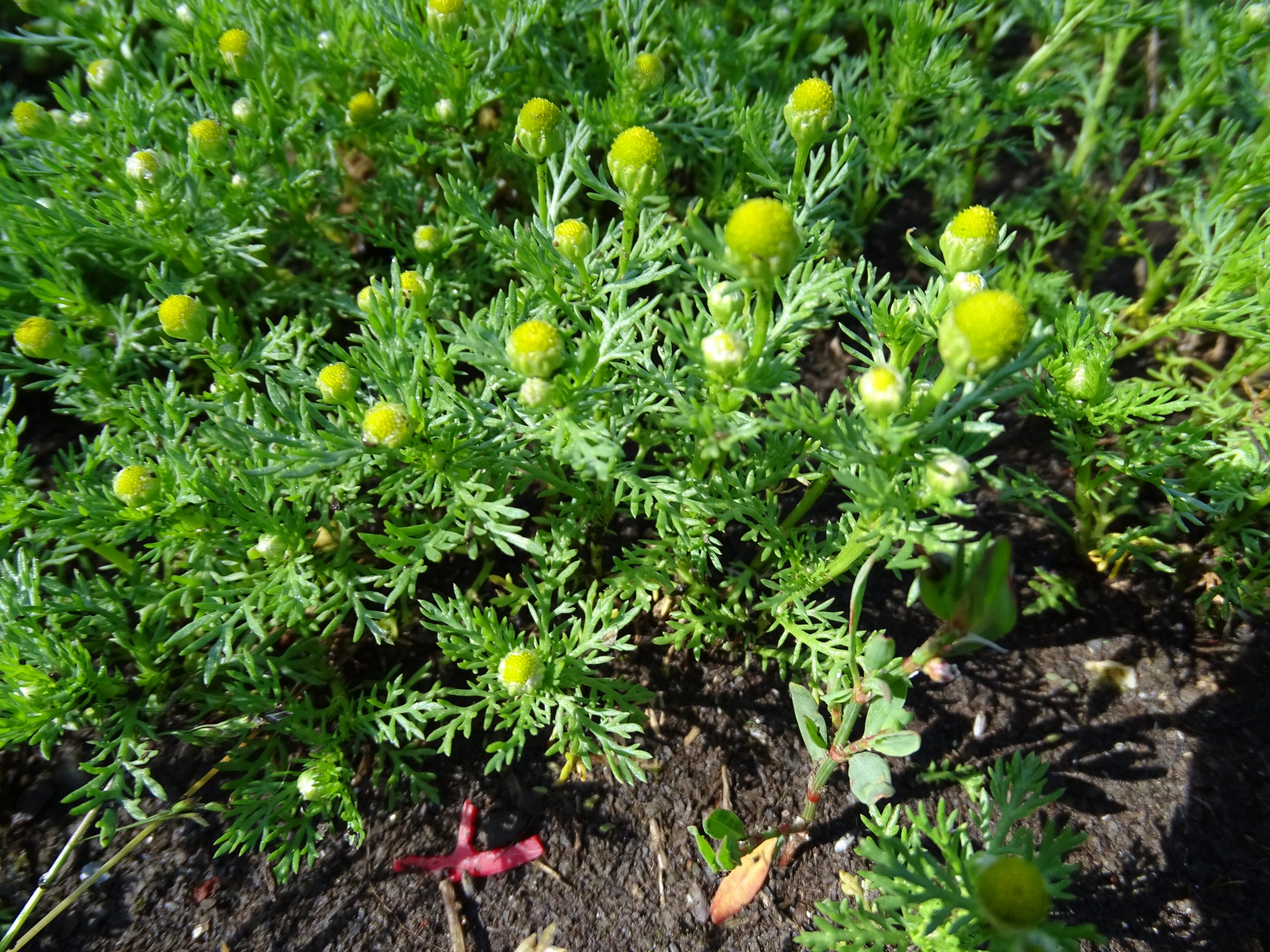 Matricaria discoidea