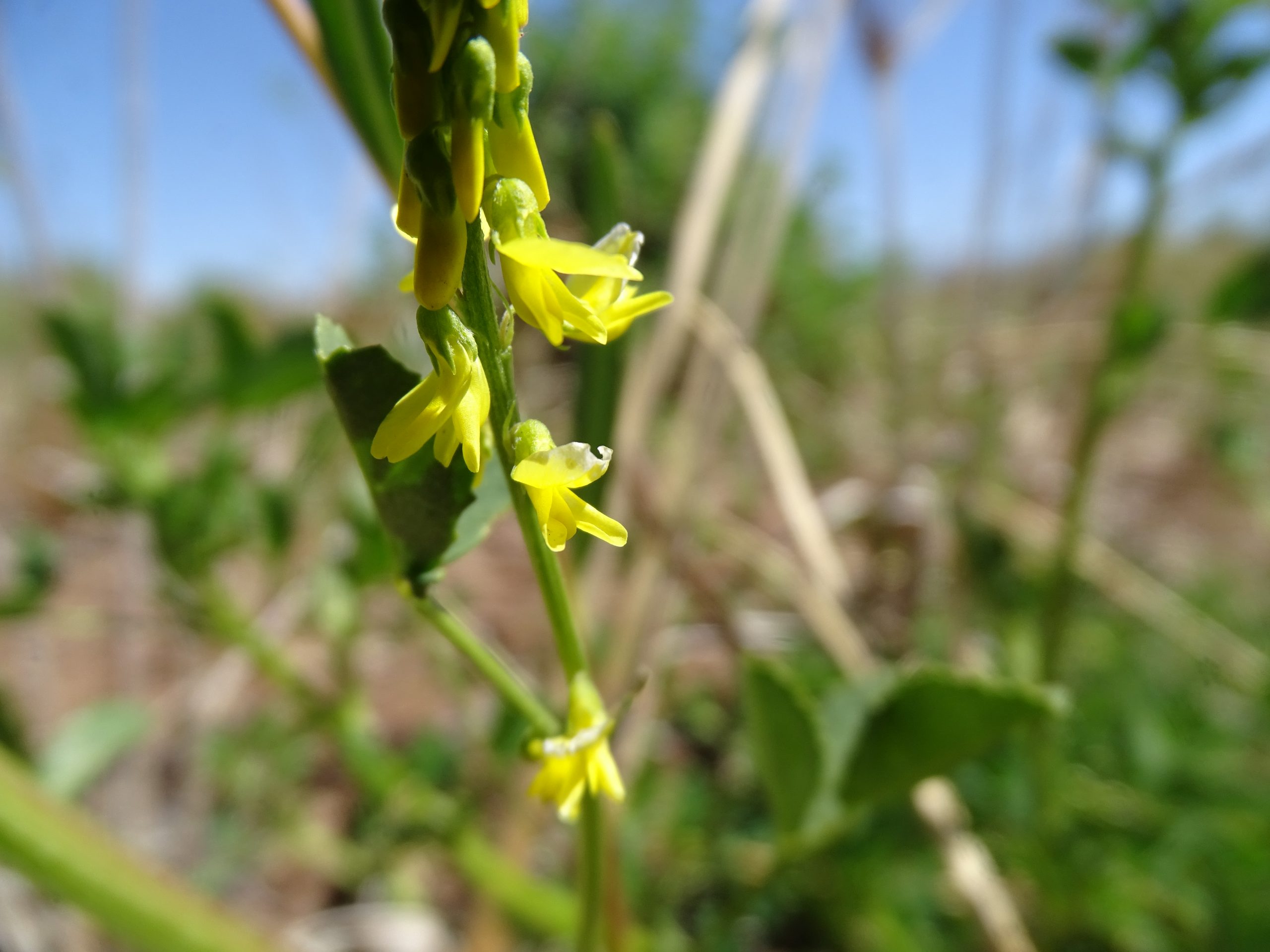 Melilotus indicus