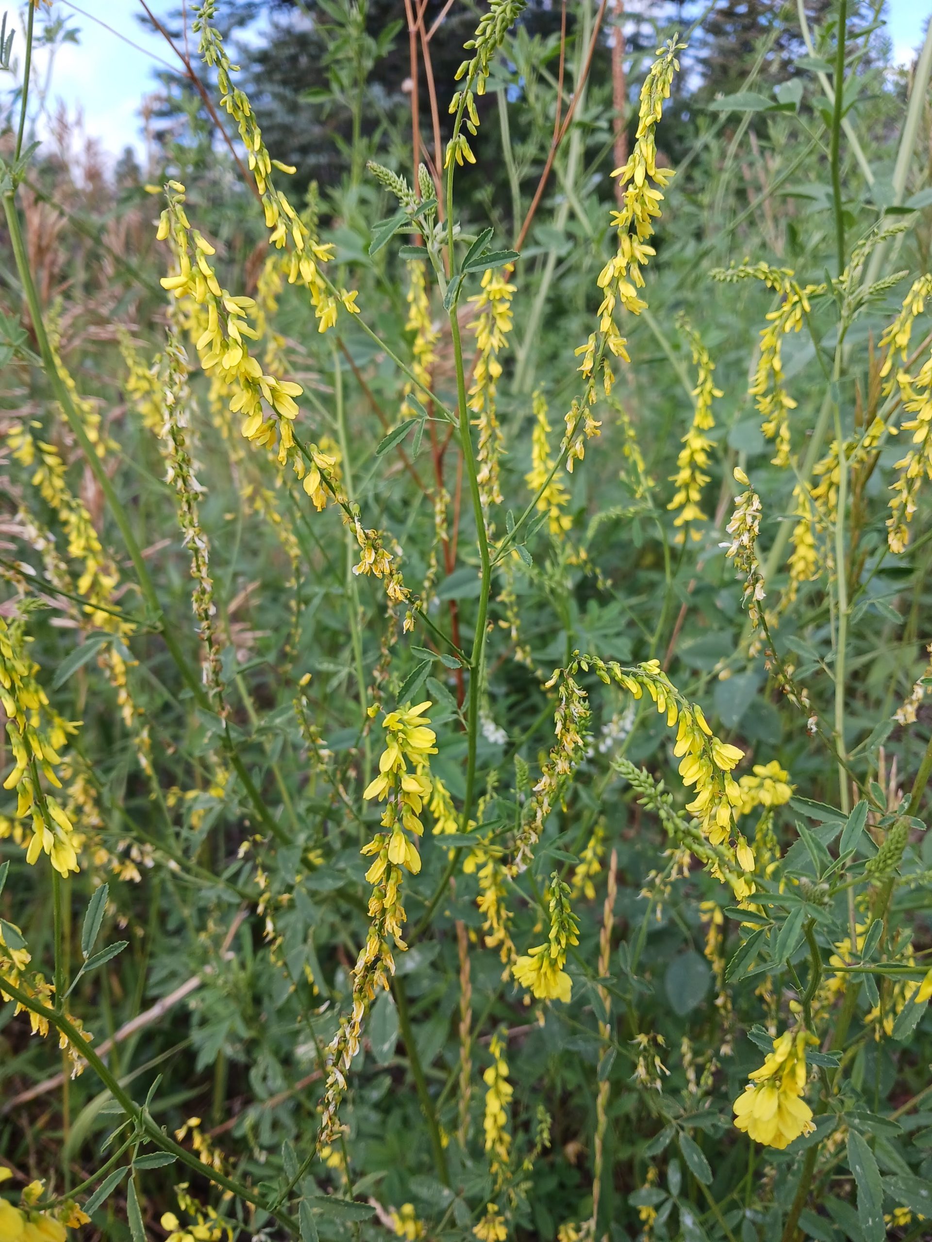 Melilotus officinalis