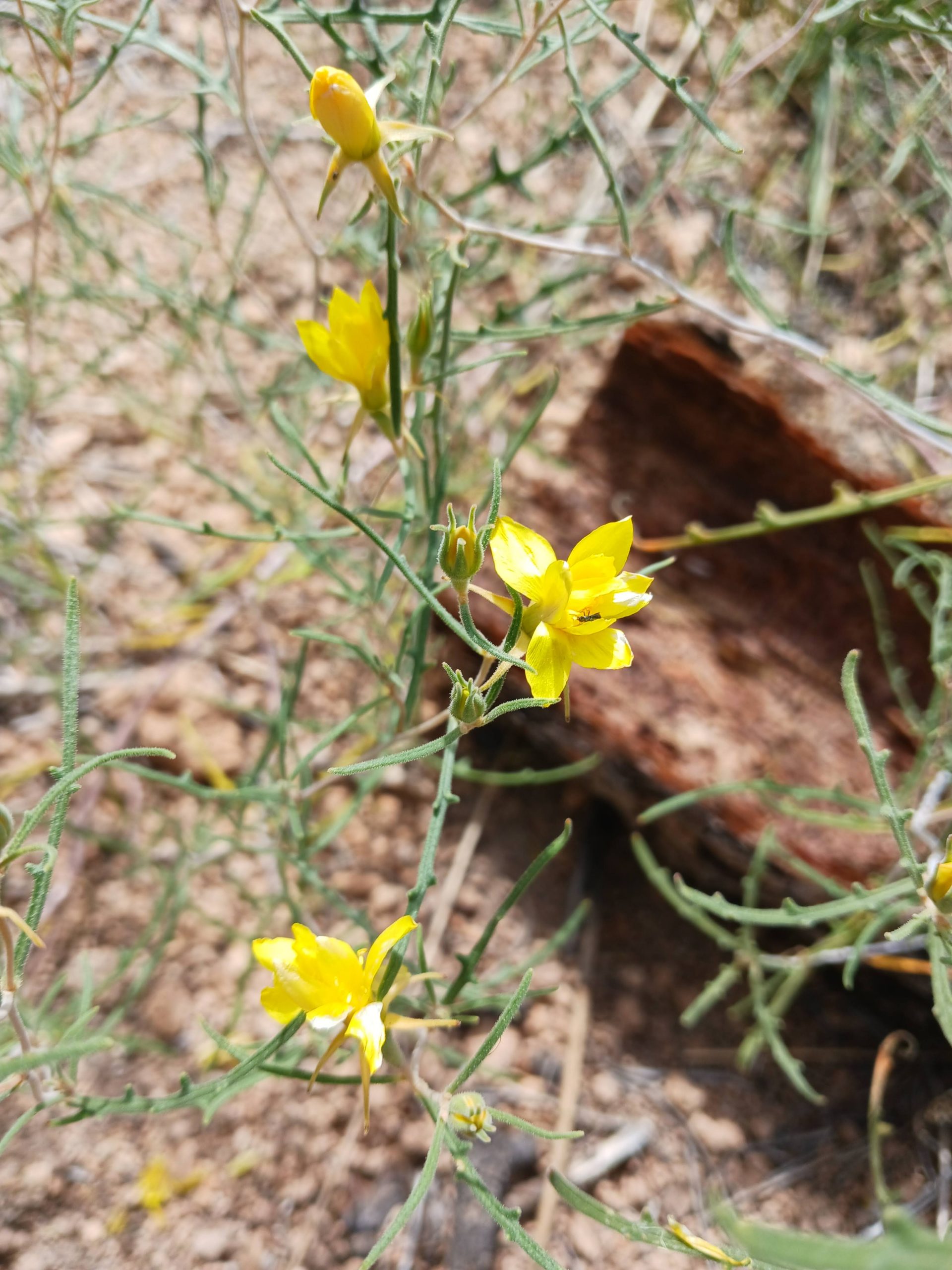 Mentzelia springeri