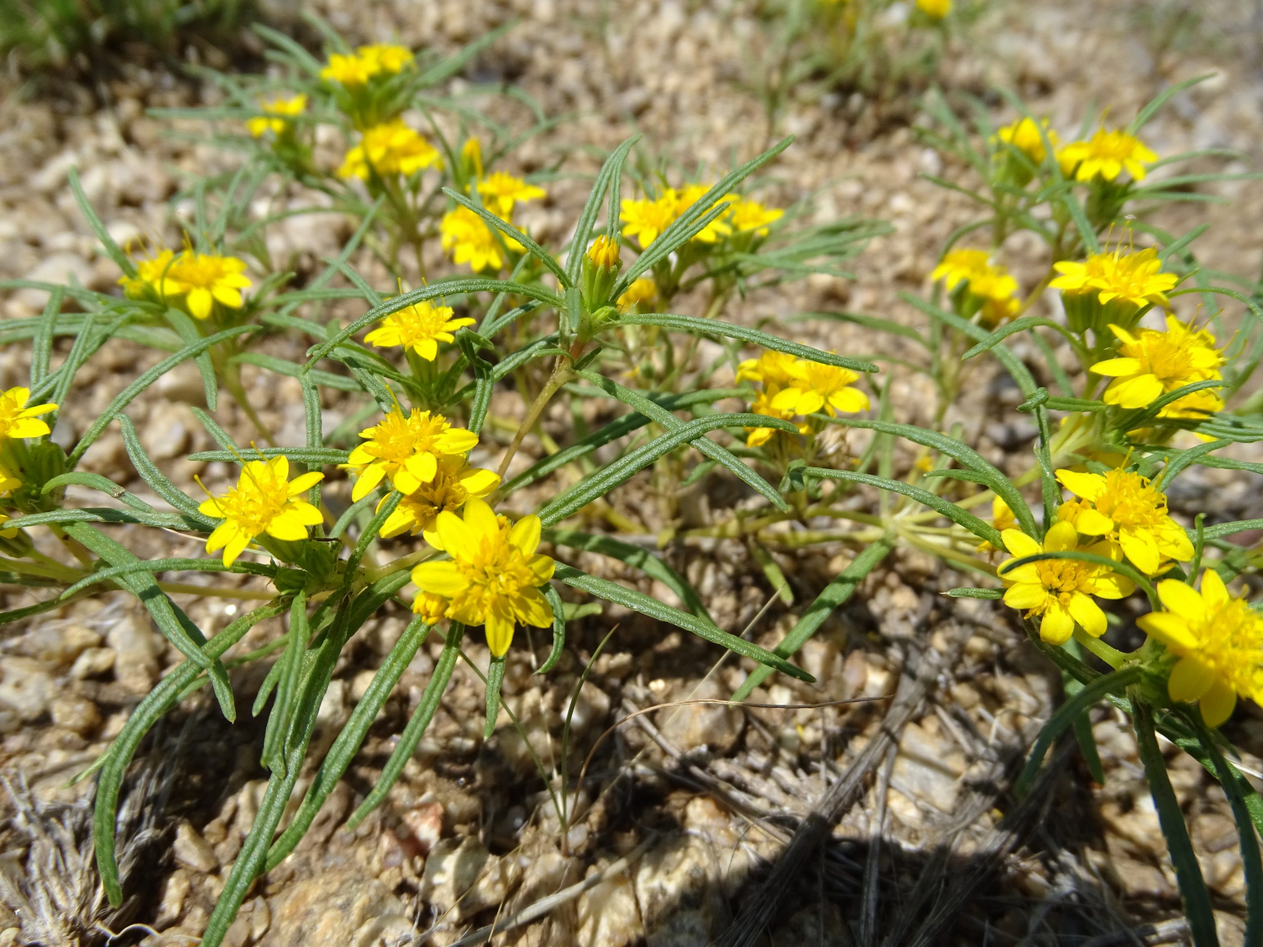 Pectis angustifolia