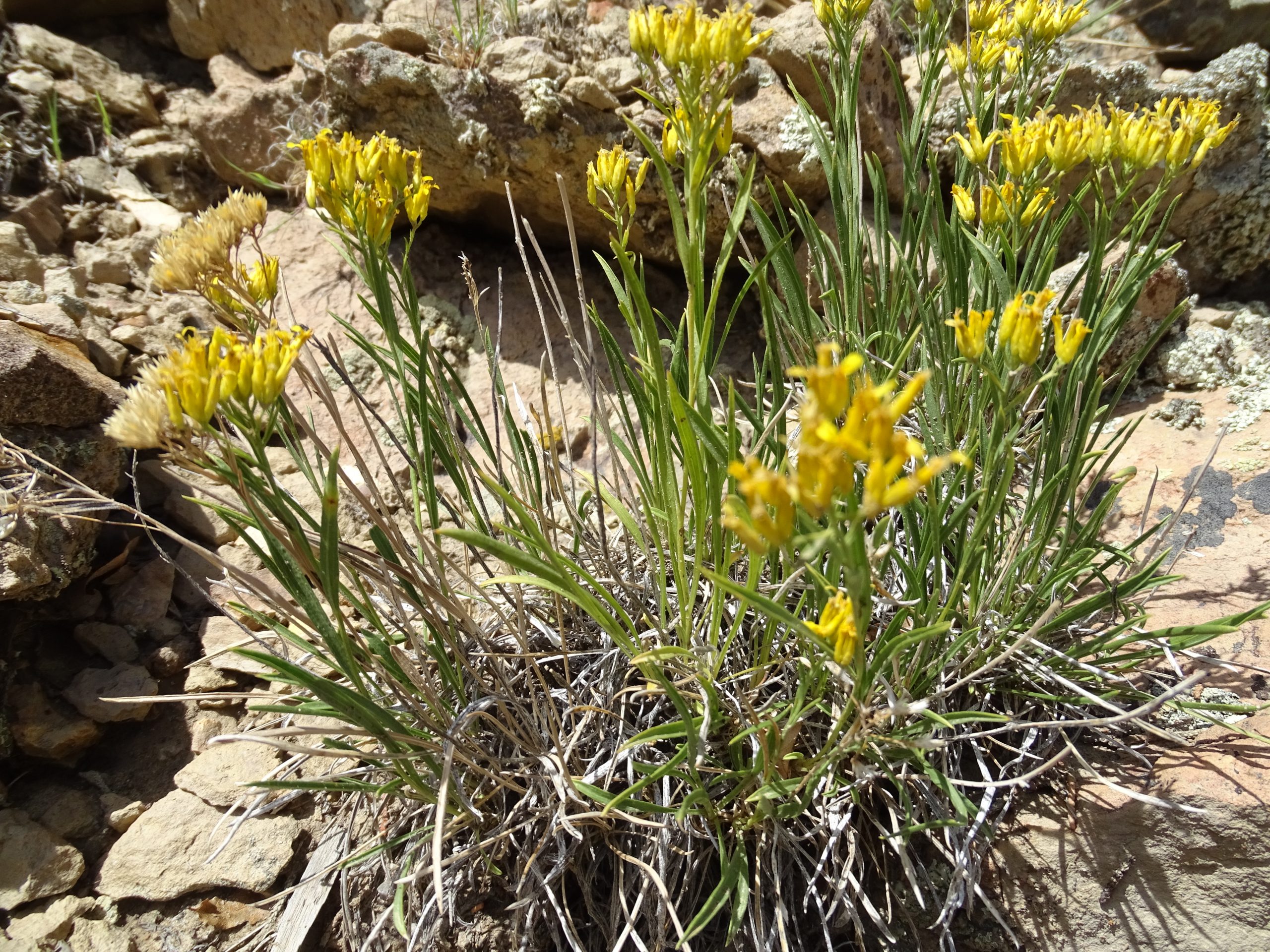 Petradoria pumila