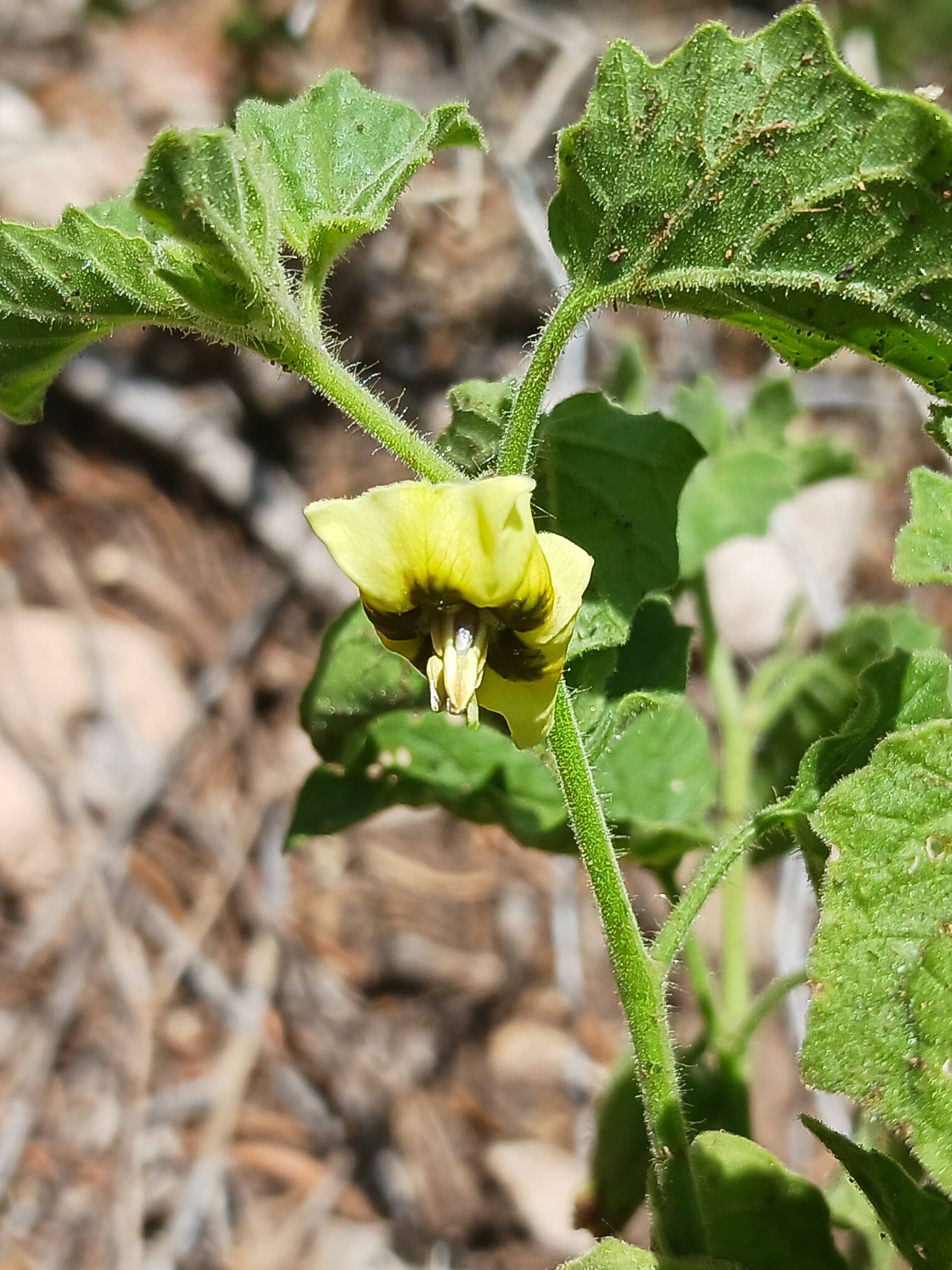 Physalis hederifolia