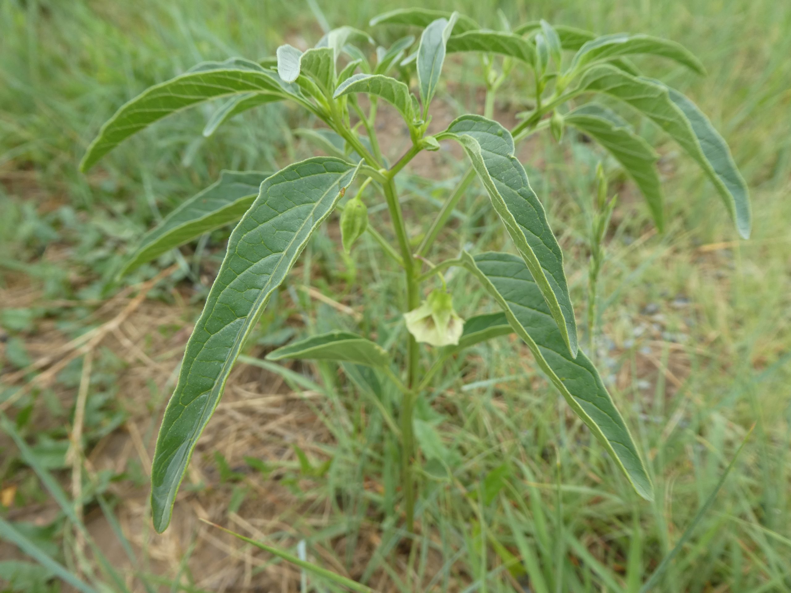 Physalis longifolia