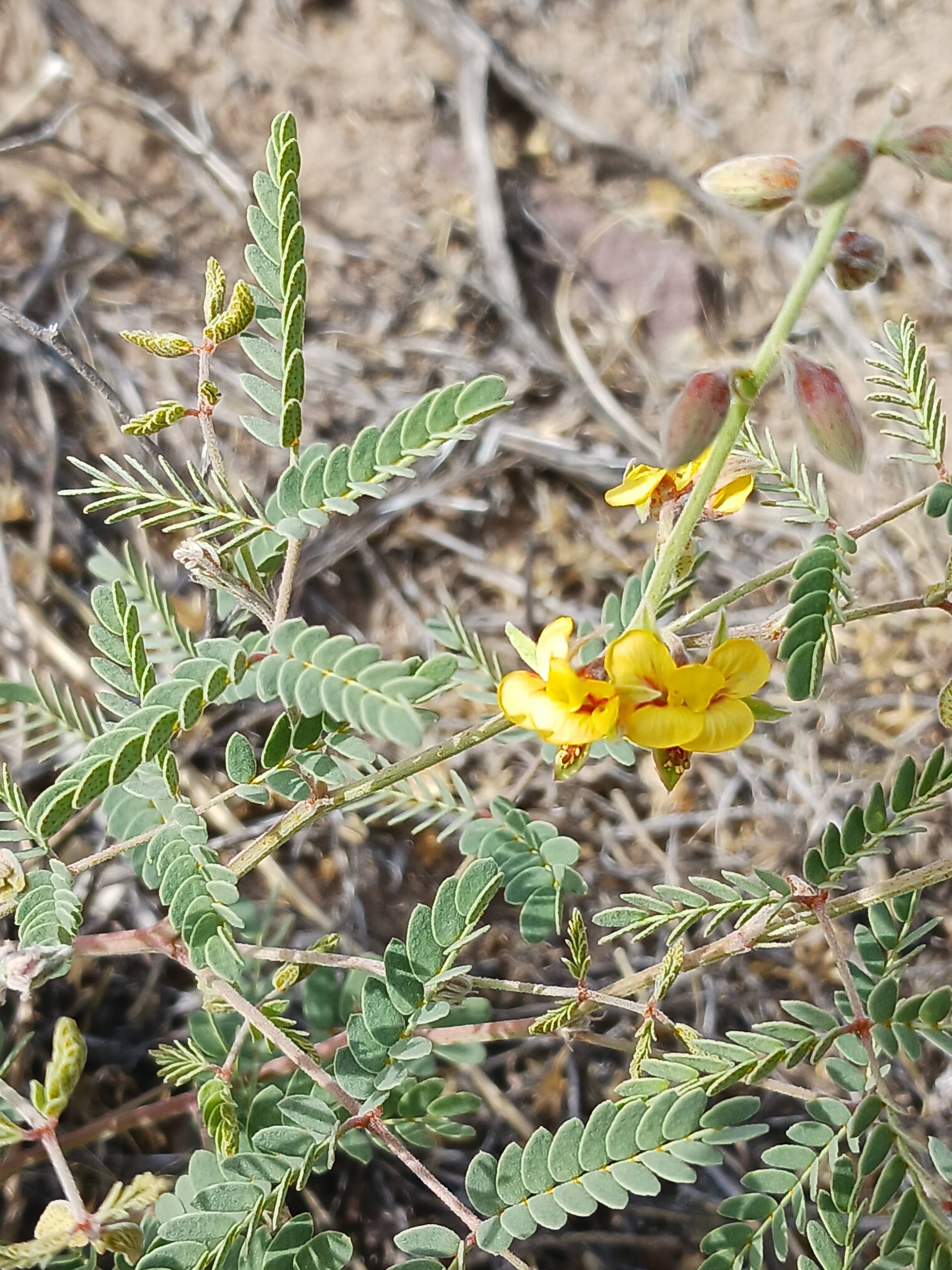 Pomaria jamesii