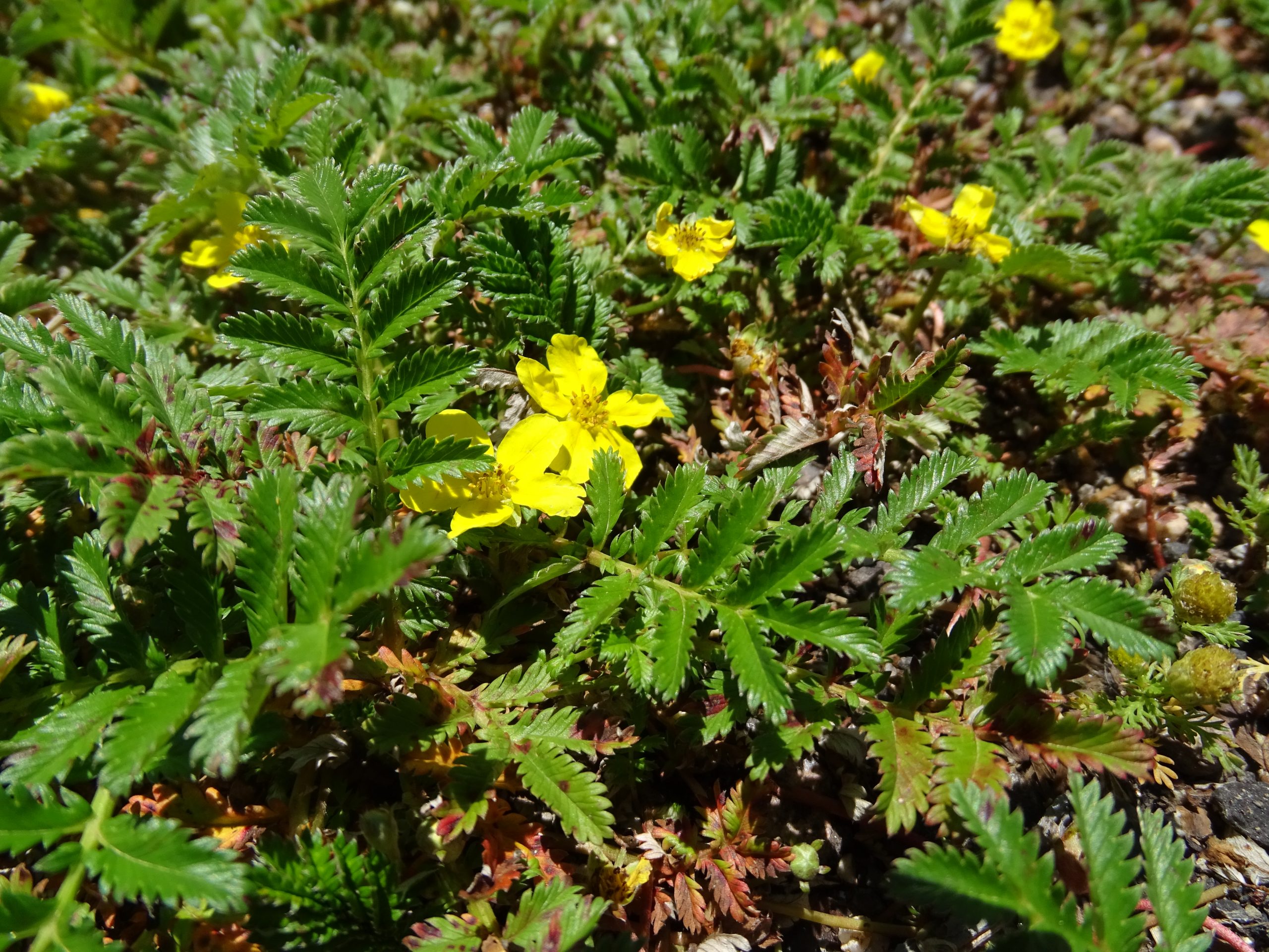Potentilla anserina