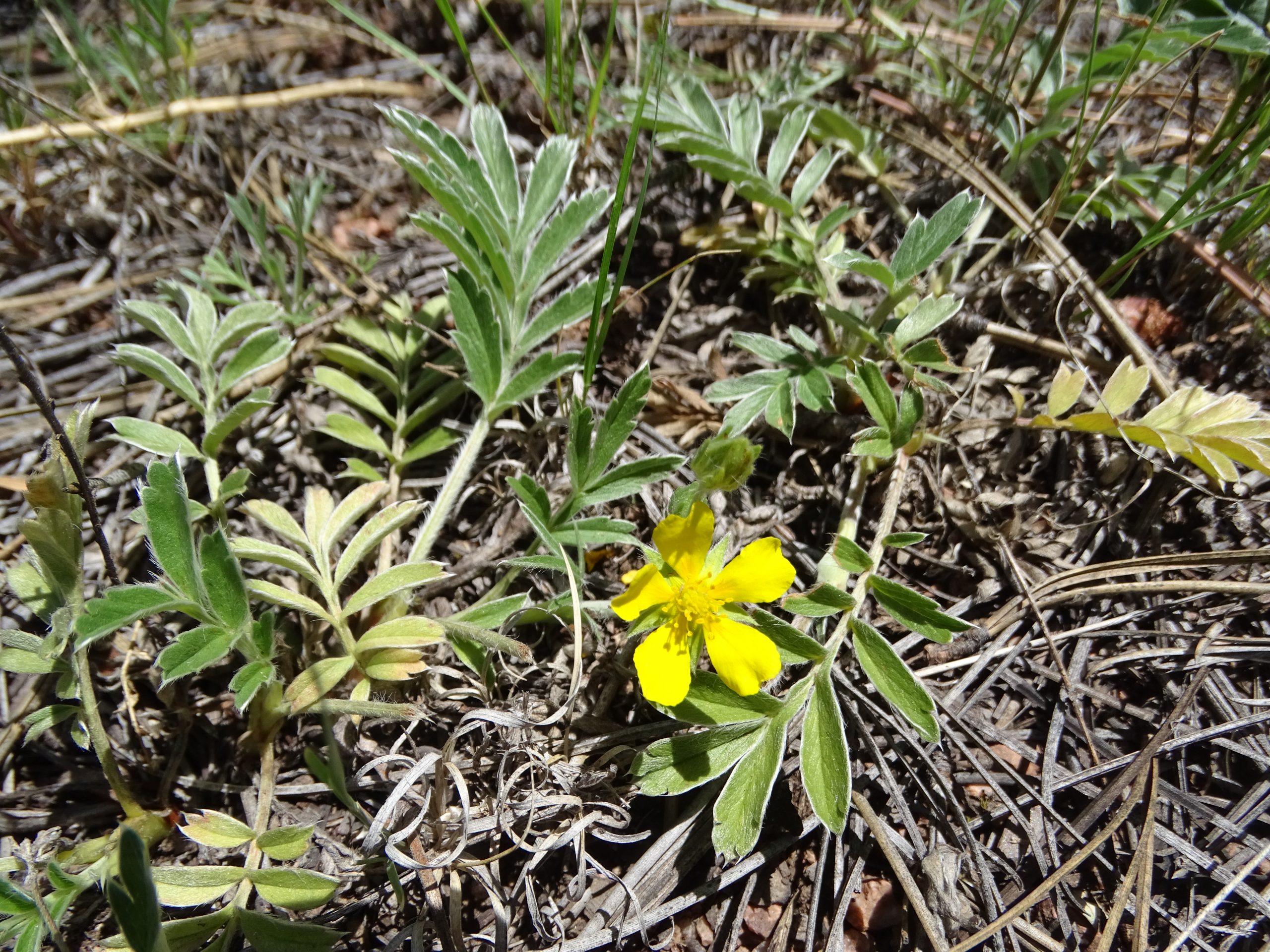 Potentilla hippiana