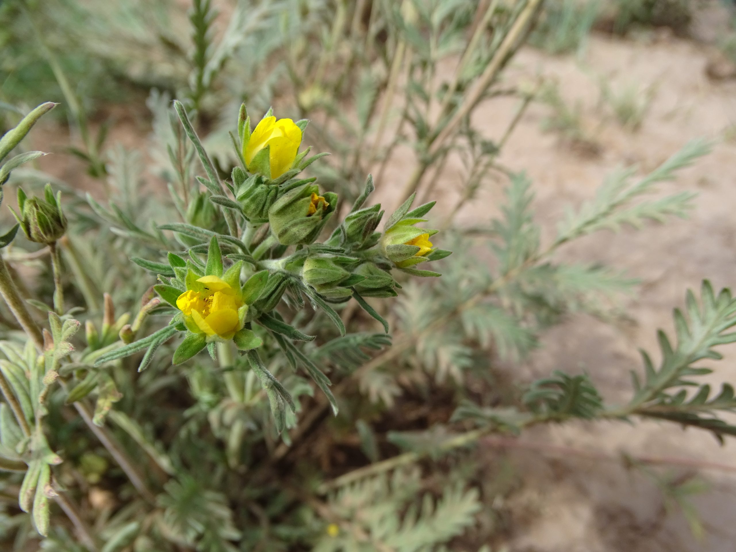 Potentilla pensylvanica