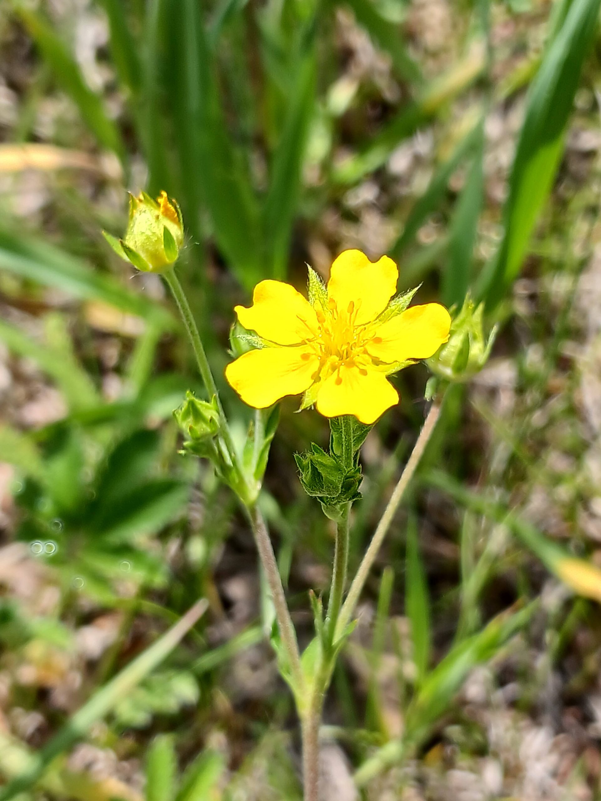 Potentilla pulcherrima