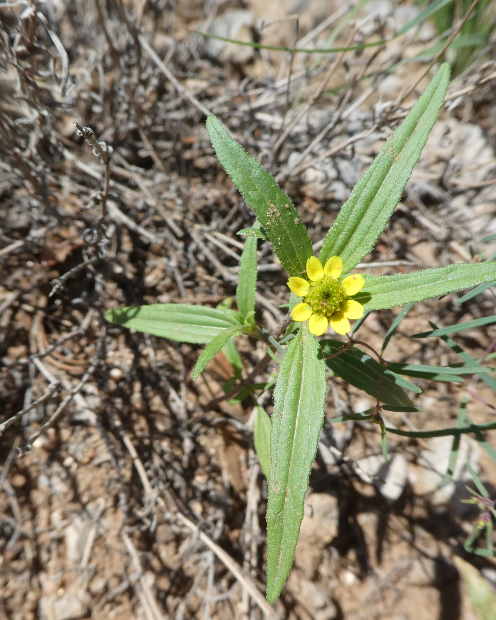 Sanvitalia abertii
