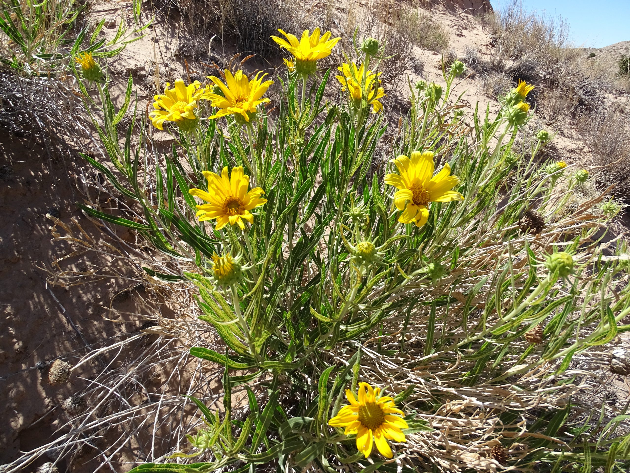 Scabrethia scabra