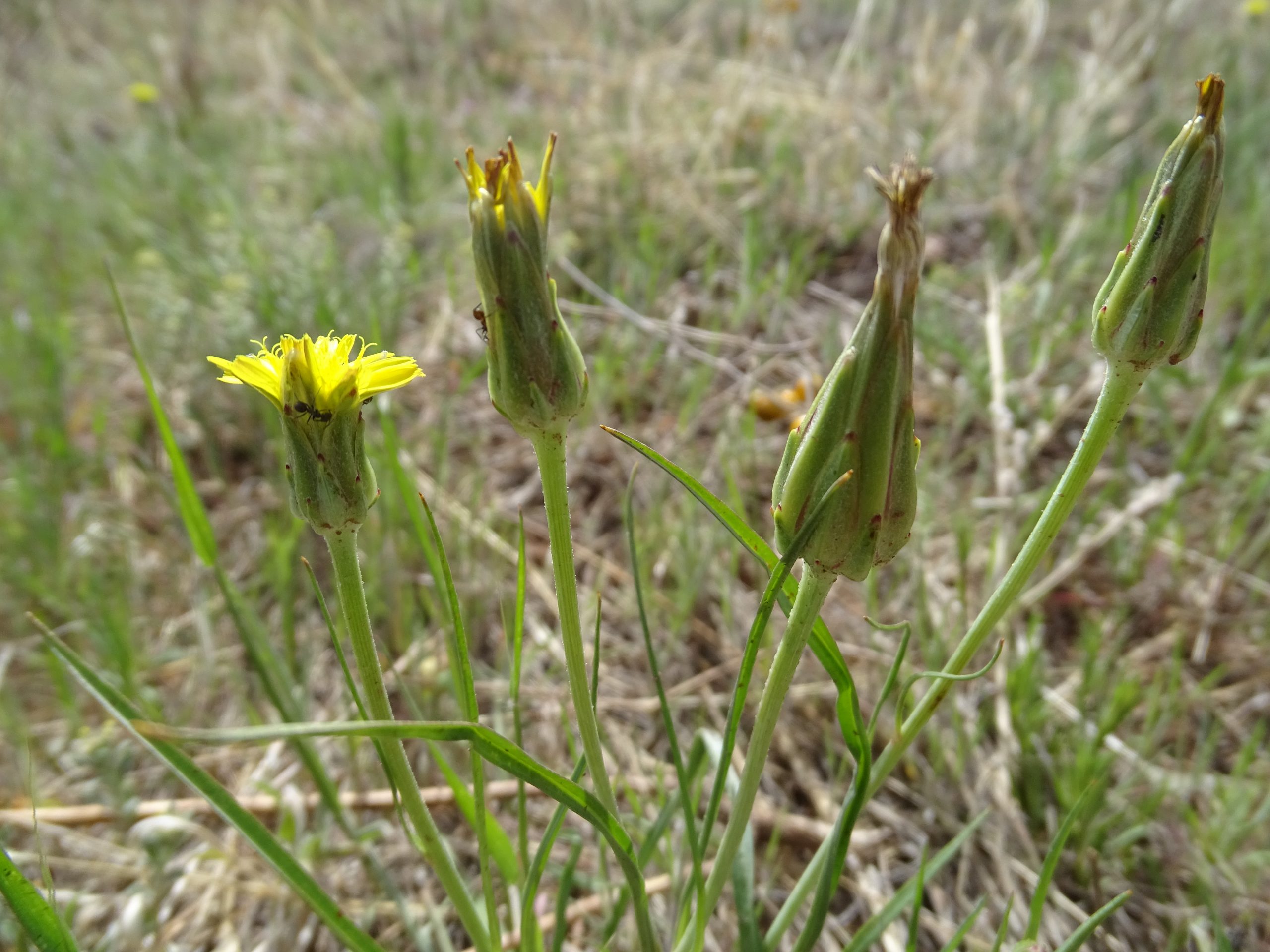 Scorzonera laciniata