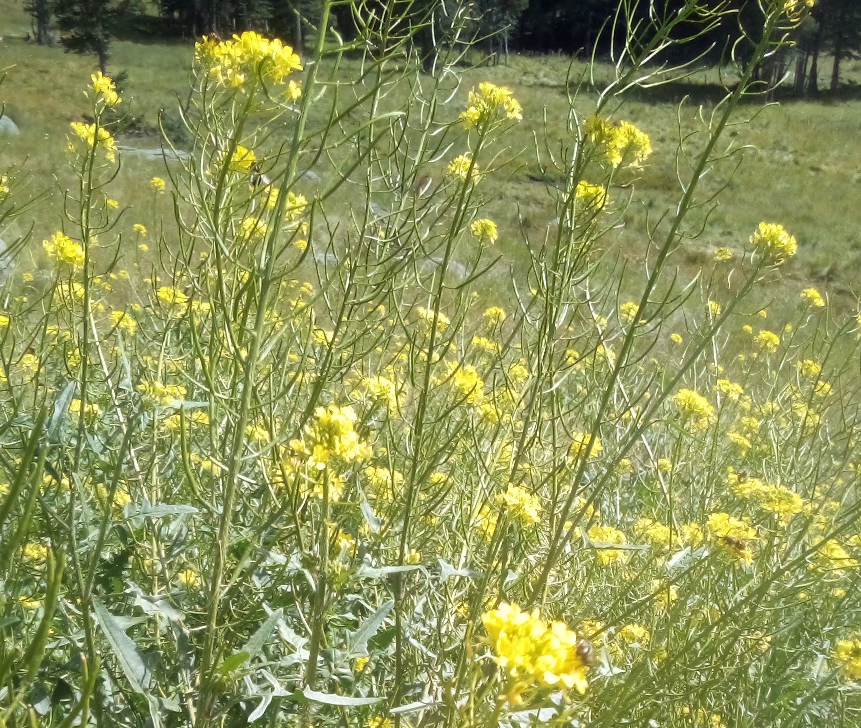 Sisymbrium altissimum