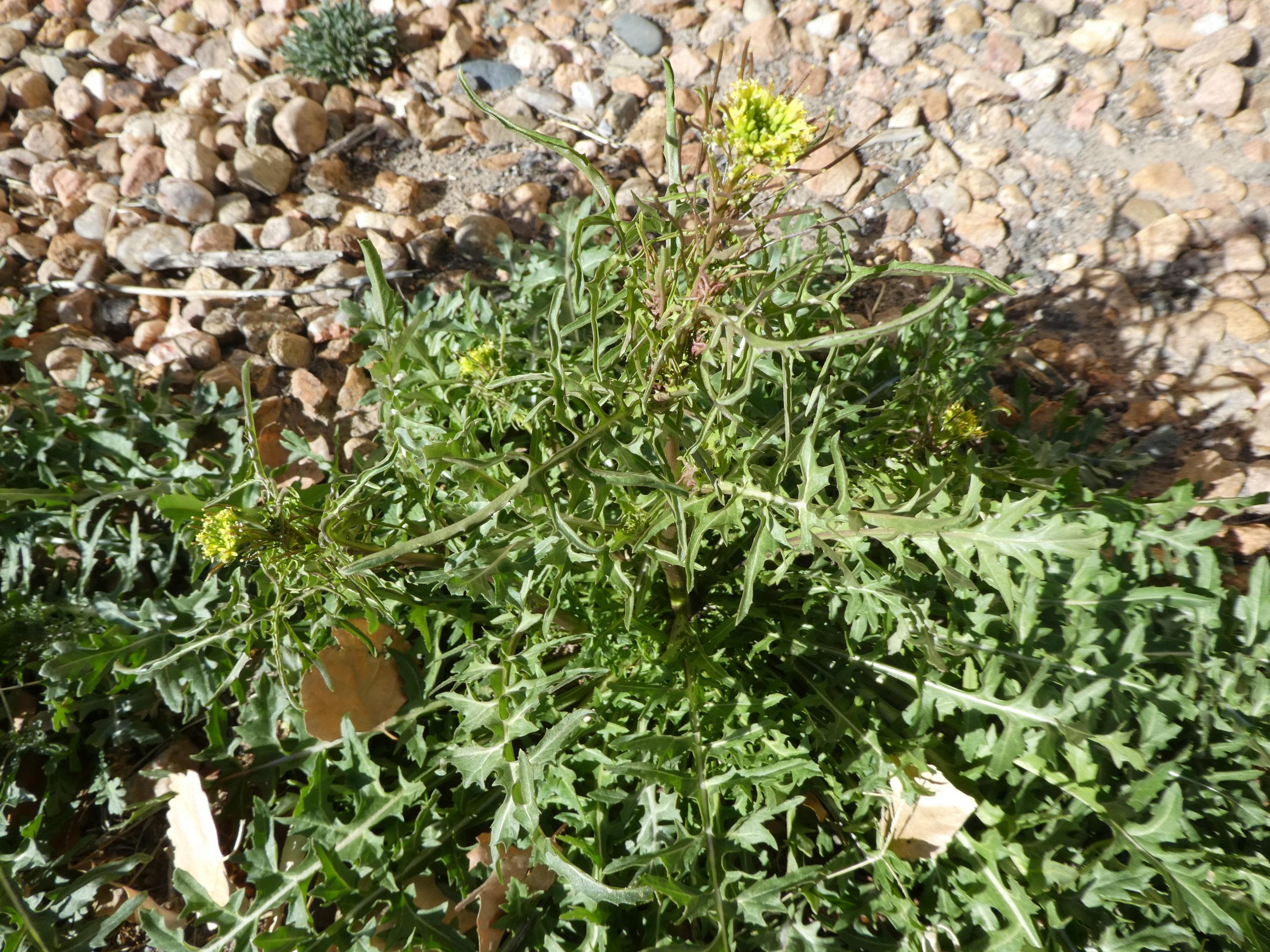 Sisymbrium irio