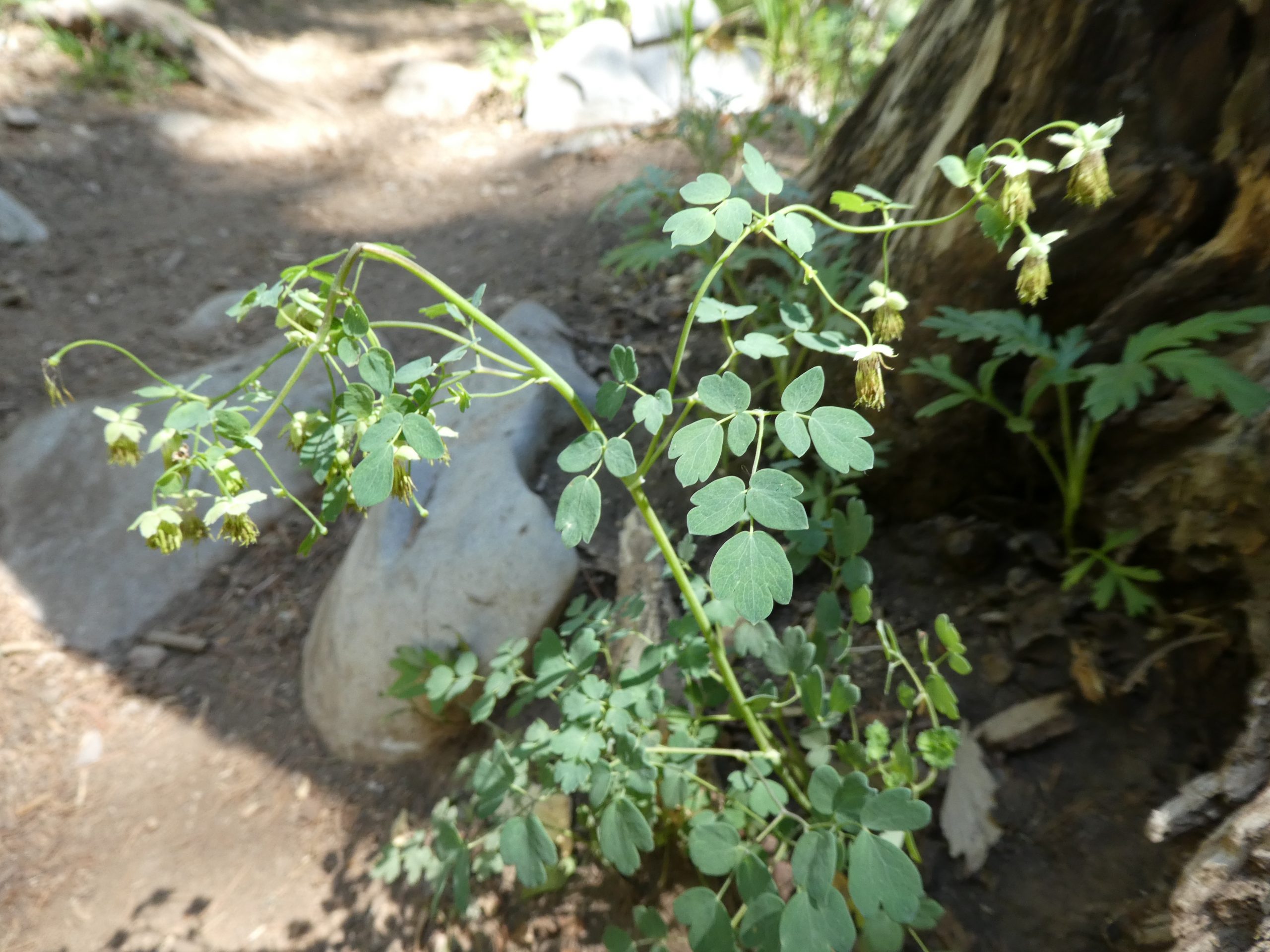 Thalictrum fendleri
