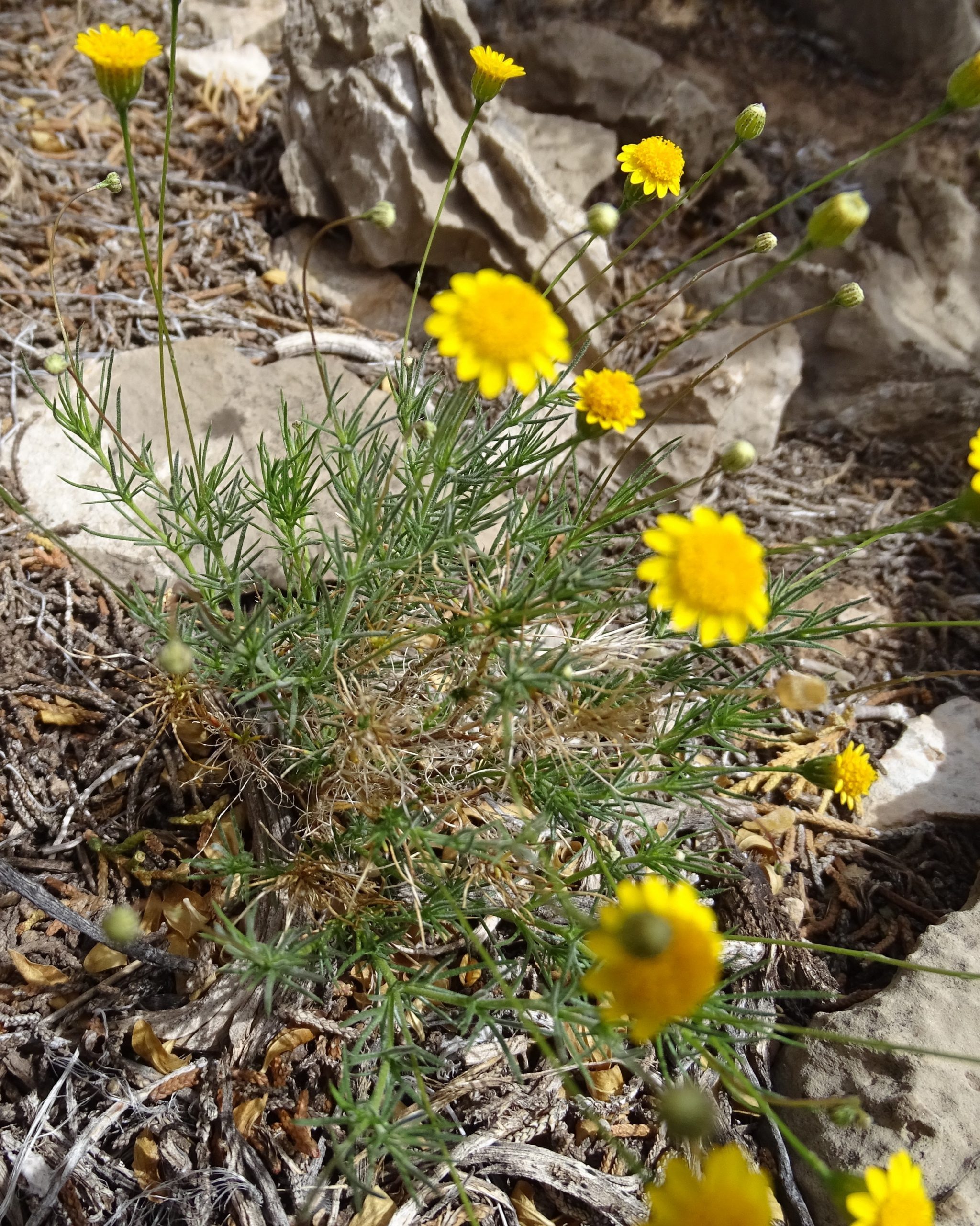 Thymophylla pentachaeta
