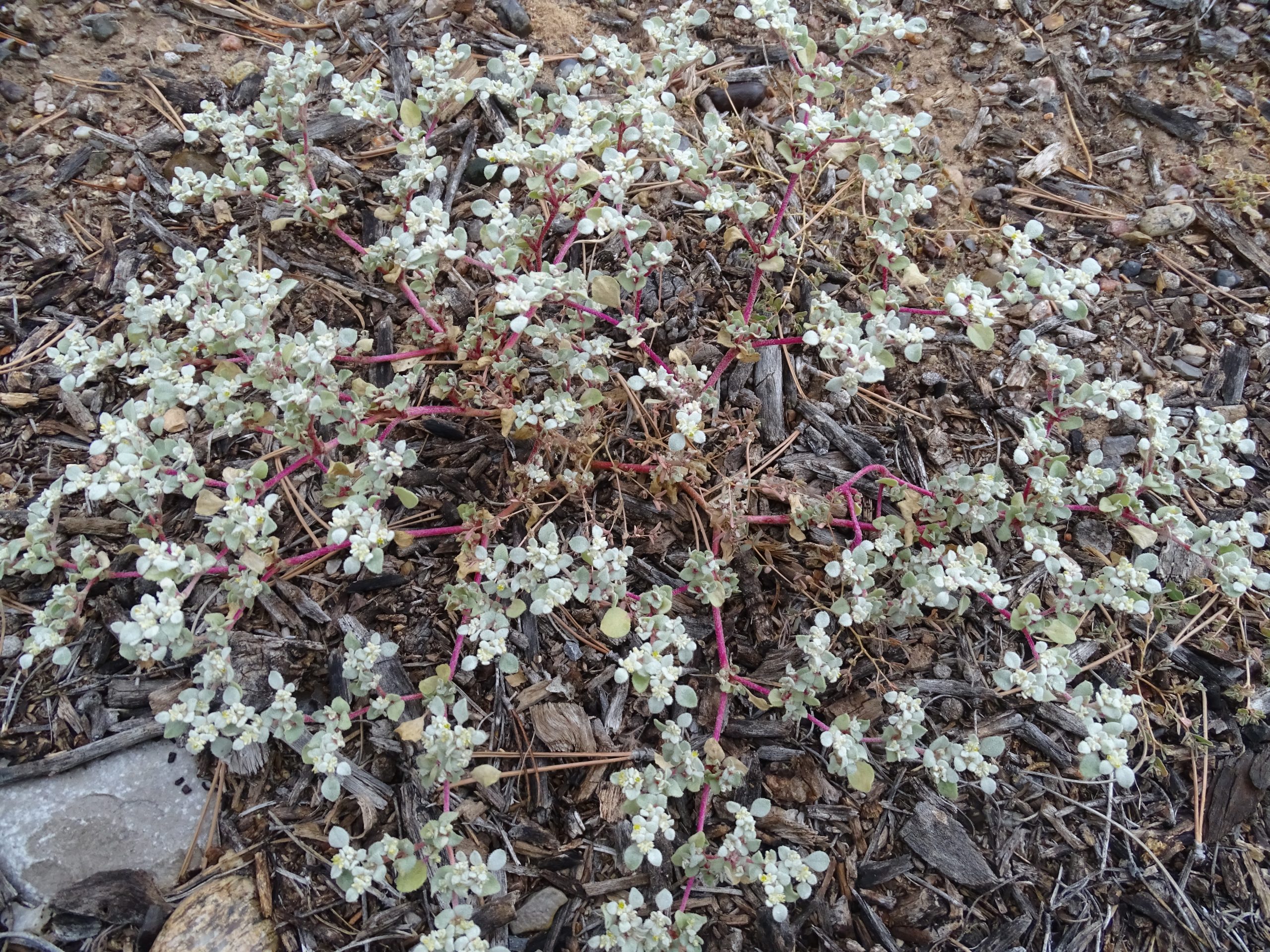 Tidestromia lanuginosa