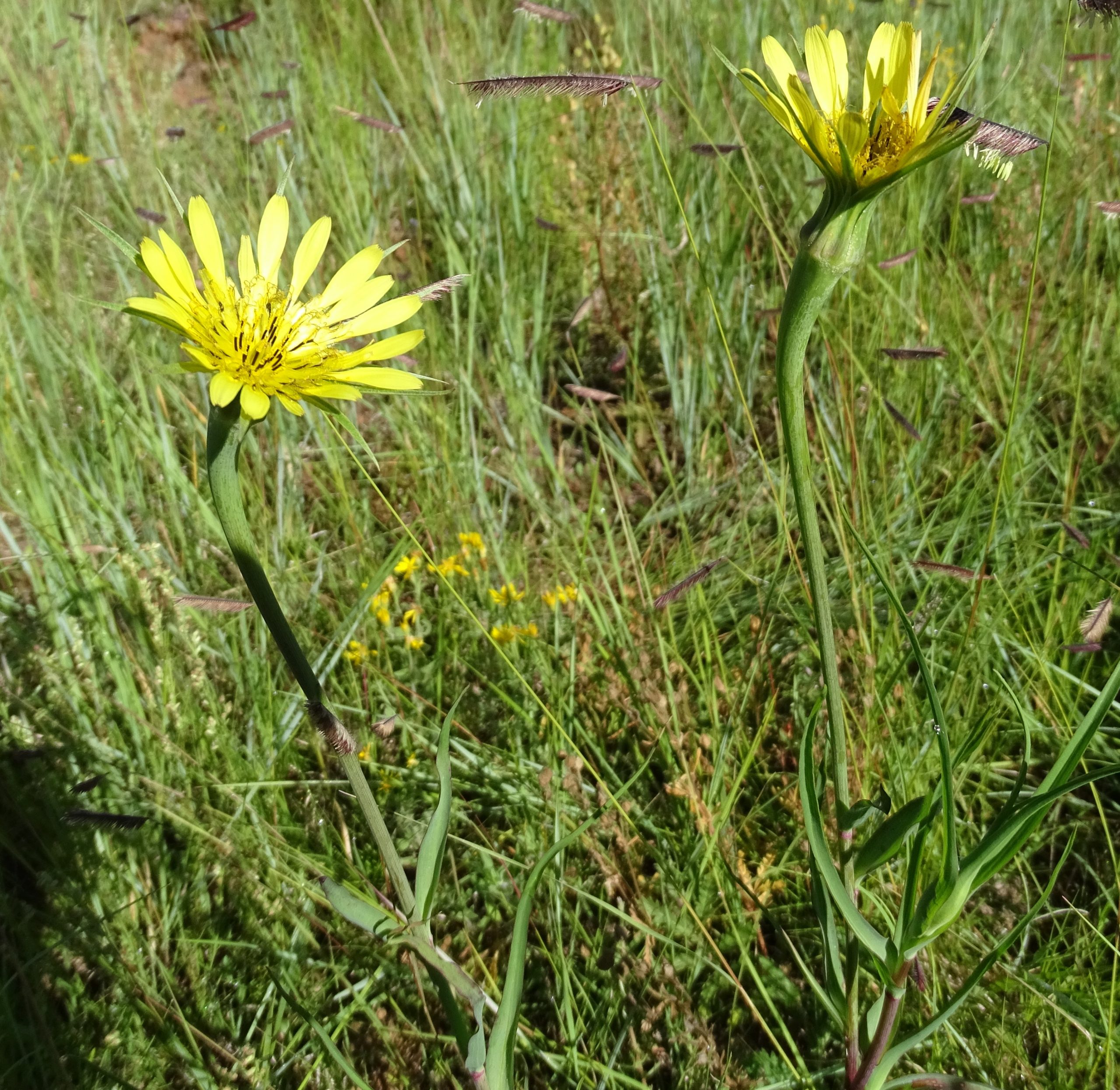 Tragopogon dubius