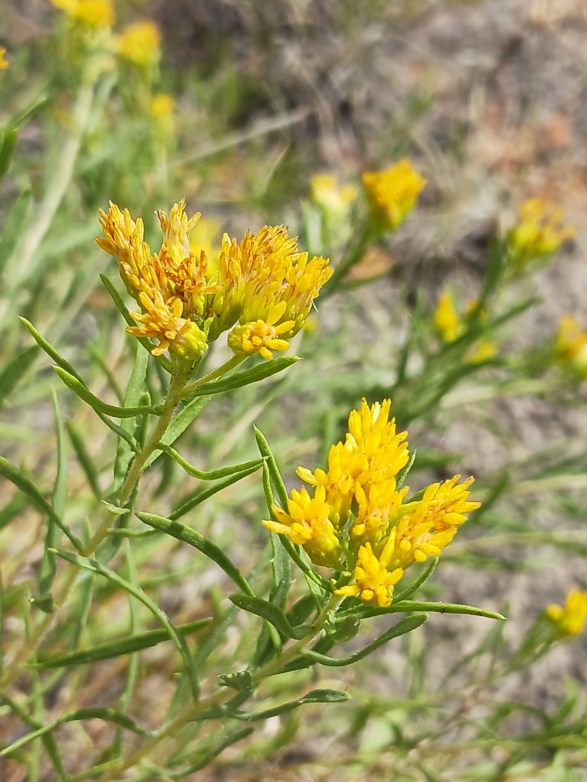 Chrysothamnus viscidiflorus
