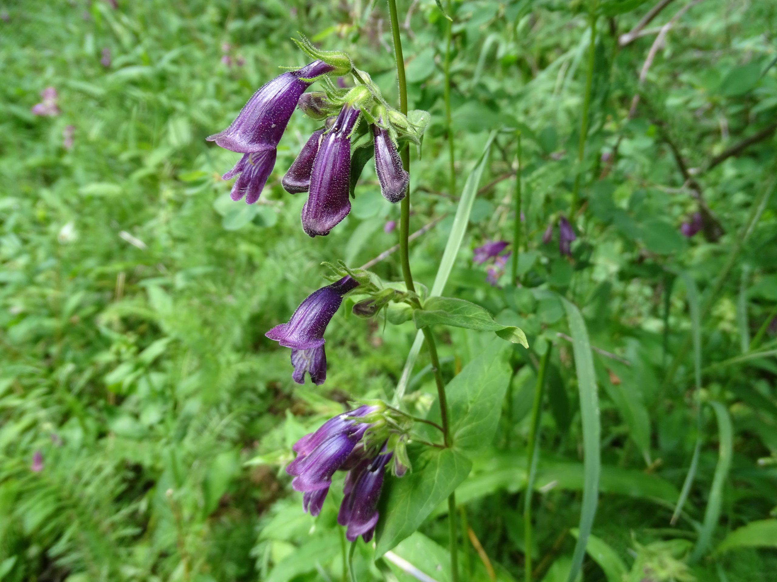 Penstemon whippleanus