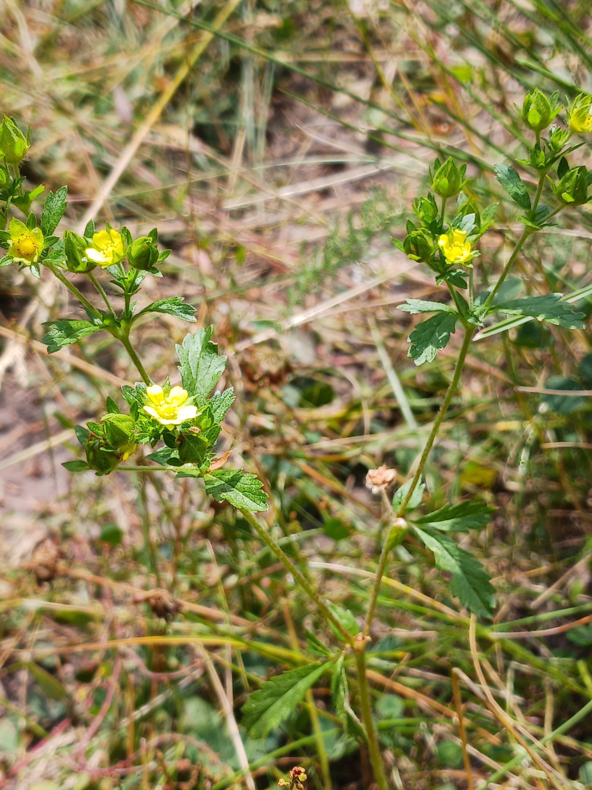 Potentilla norvegica
