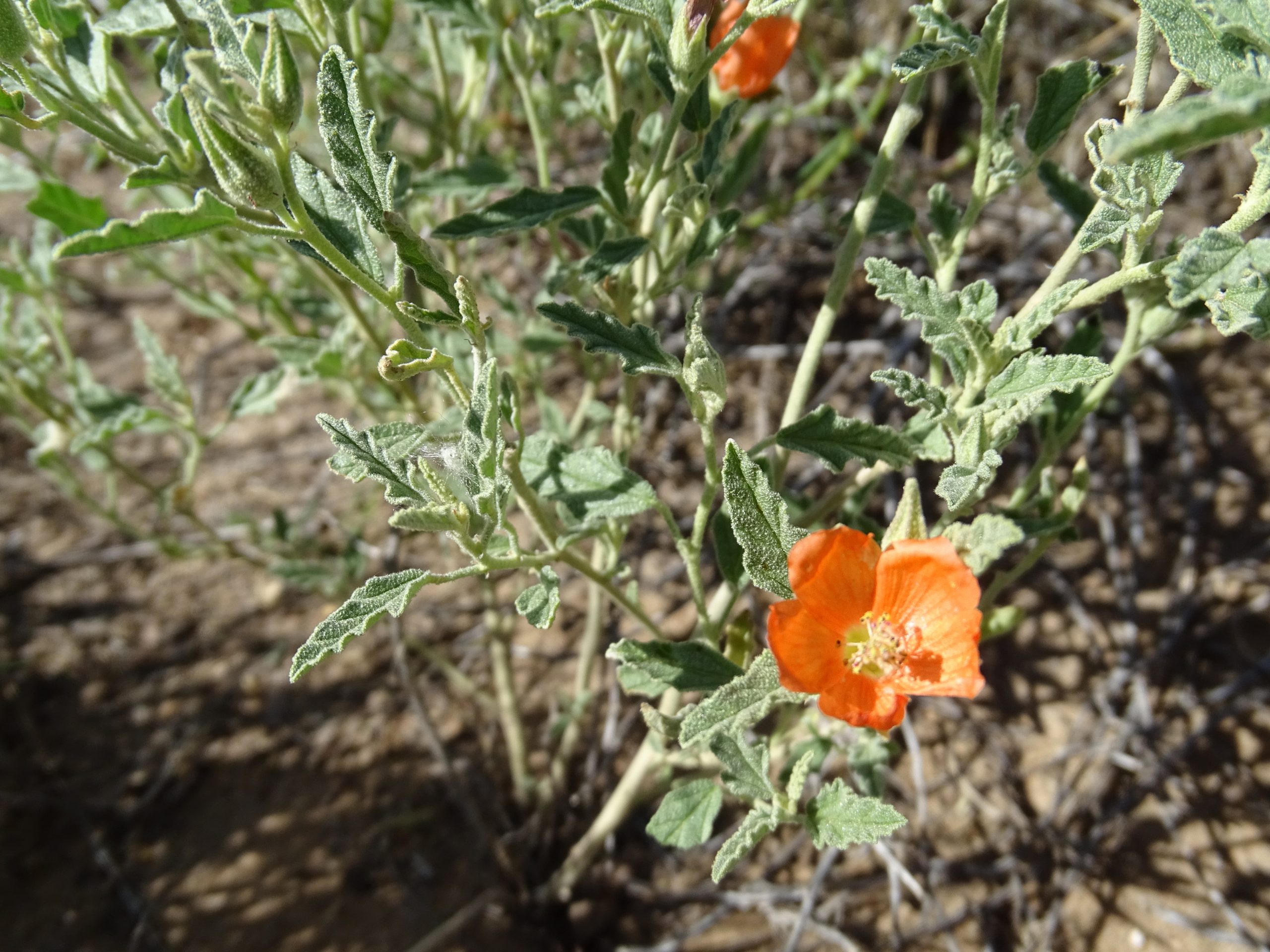 Sphaeralcea hastulata