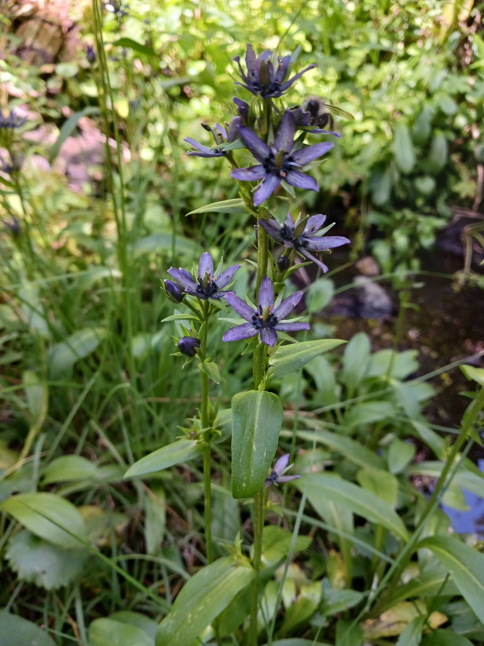 Swertia perennis